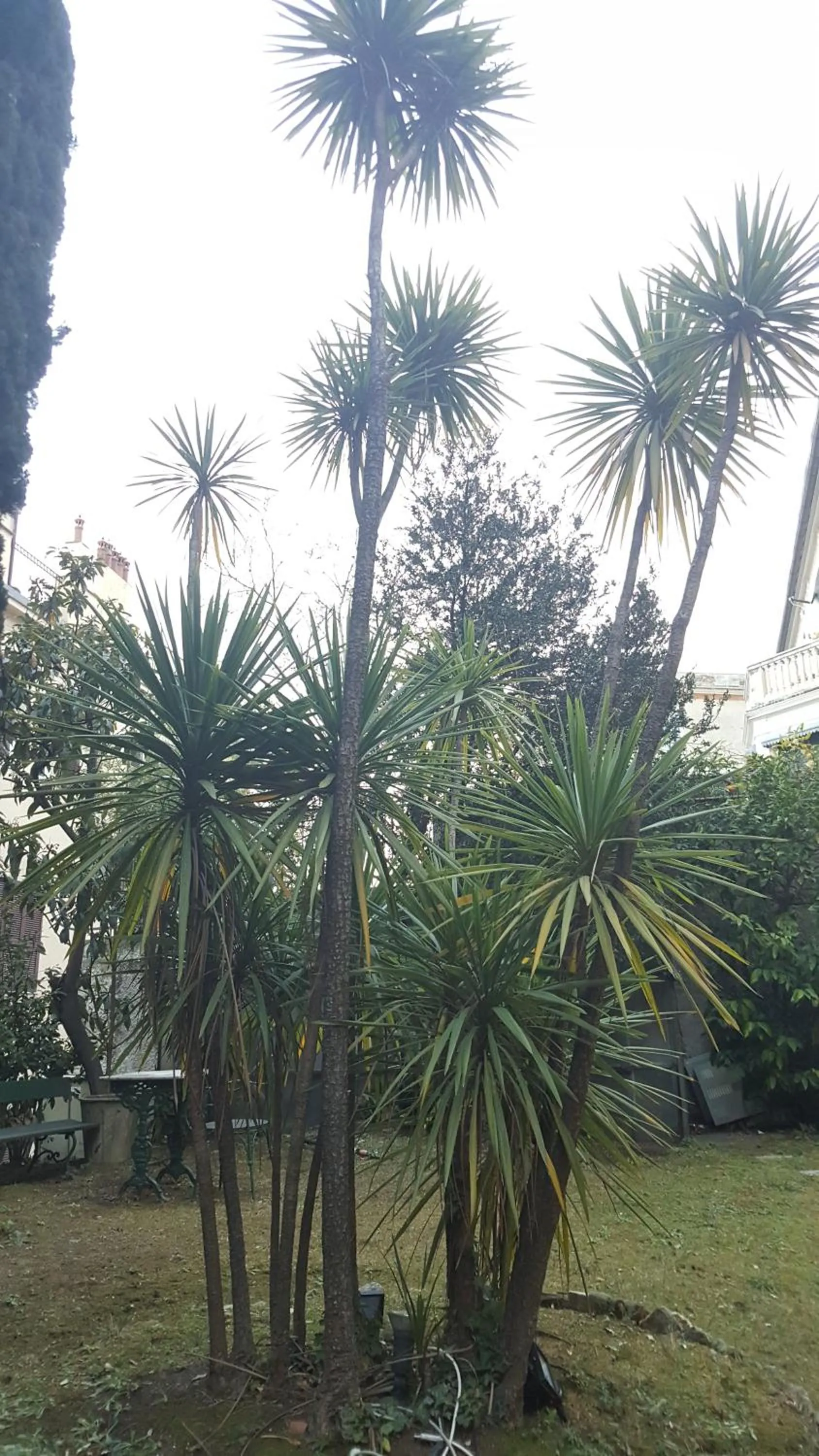 Garden view in Garden Suite