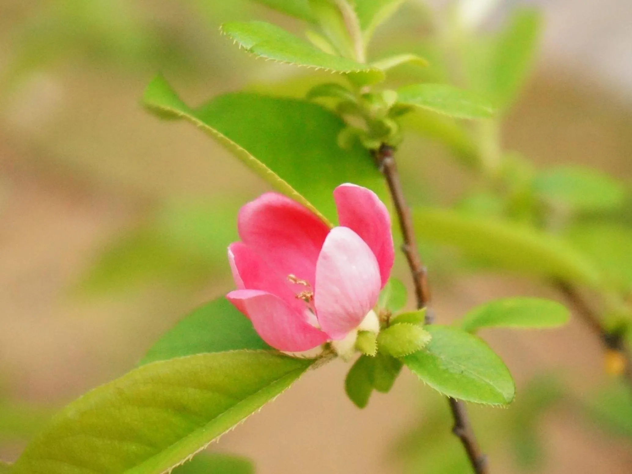 Day in Ubusuna no Sato TOMIMOTO