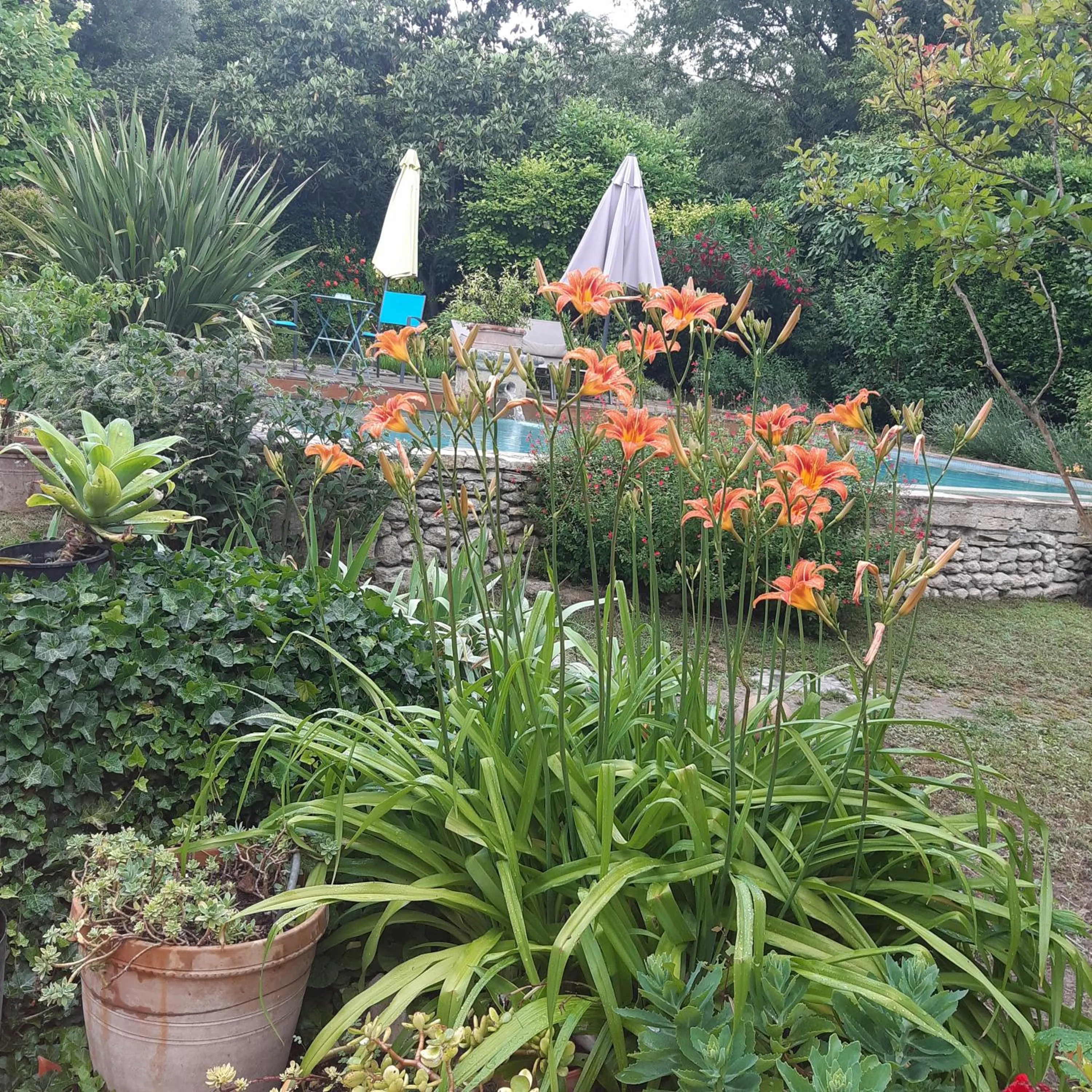 Garden in Mazet de Mô