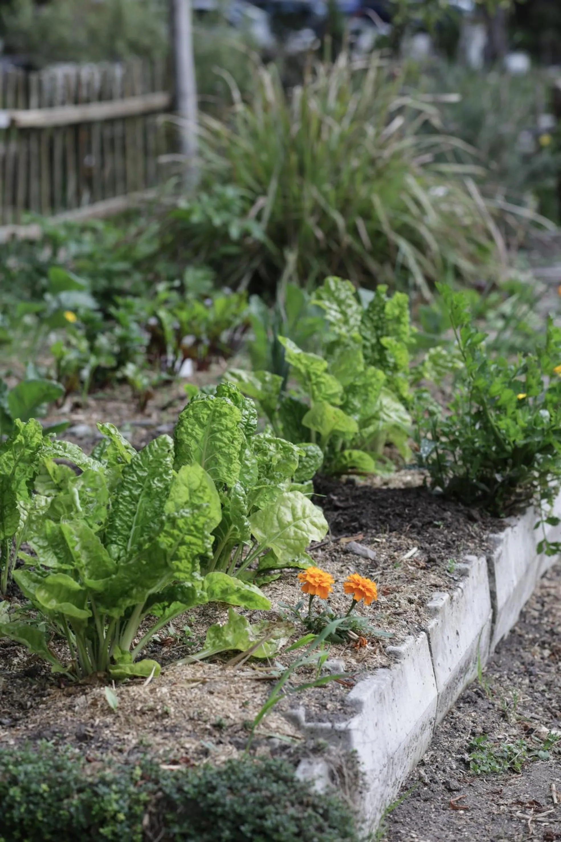 Garden in Waterland Lodge