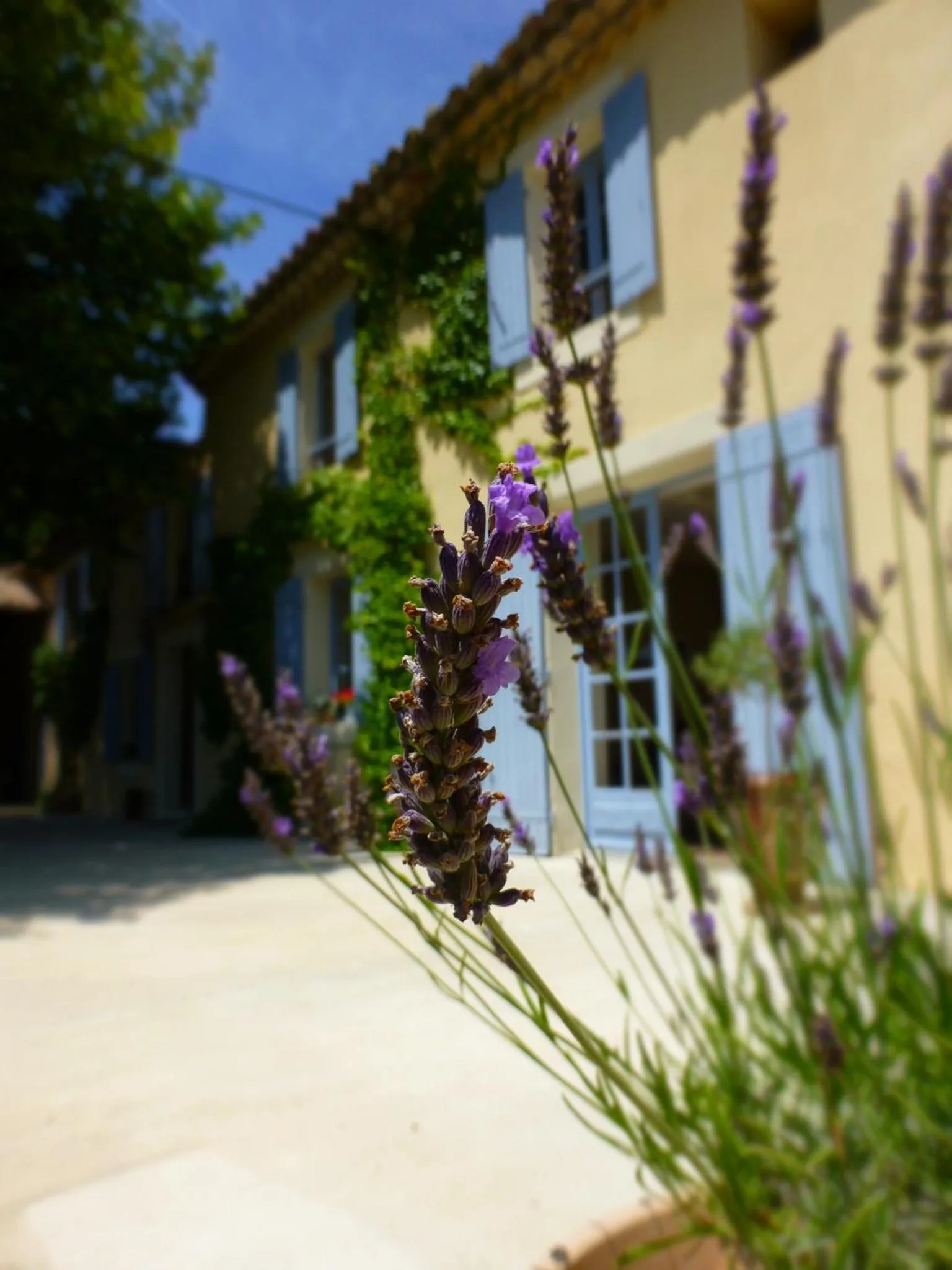 Decorative detail in Mas Li Doumenge