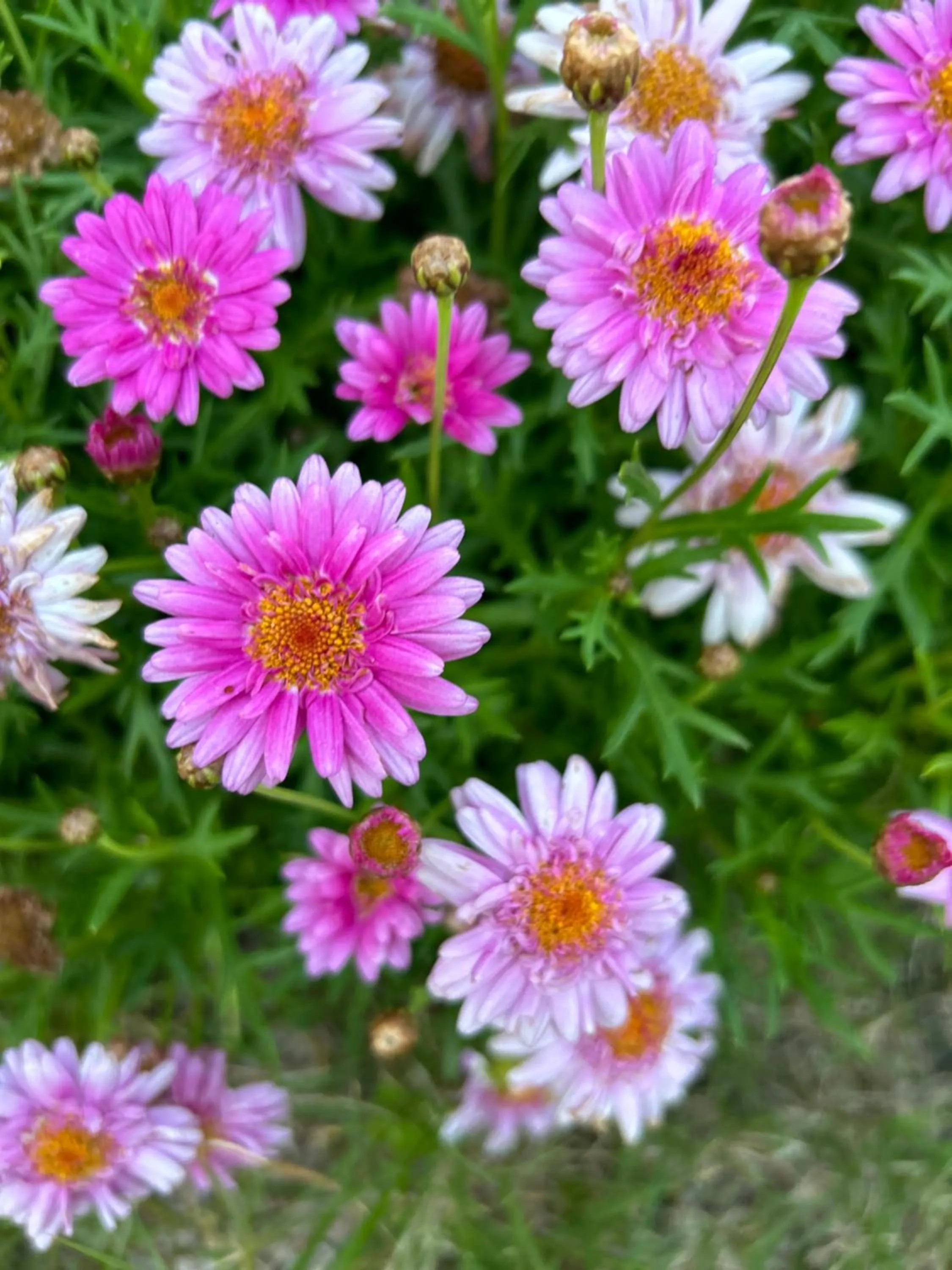 Spring in Lauradale Accommodation