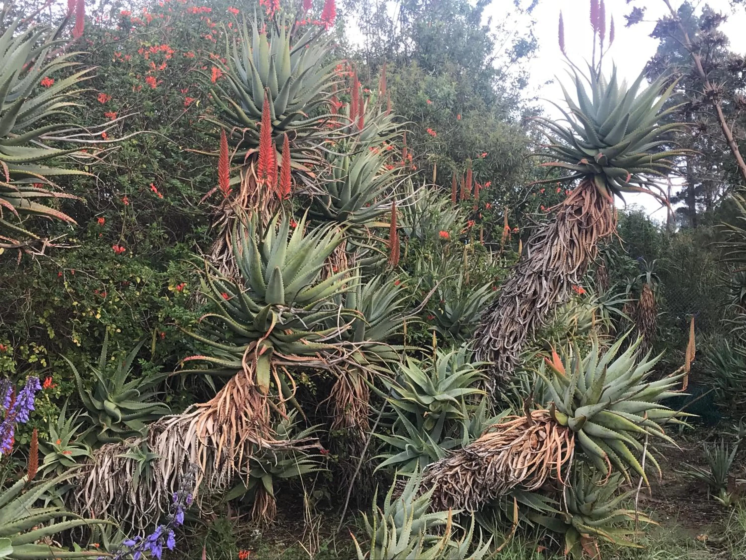 Garden in Lauradale Accommodation