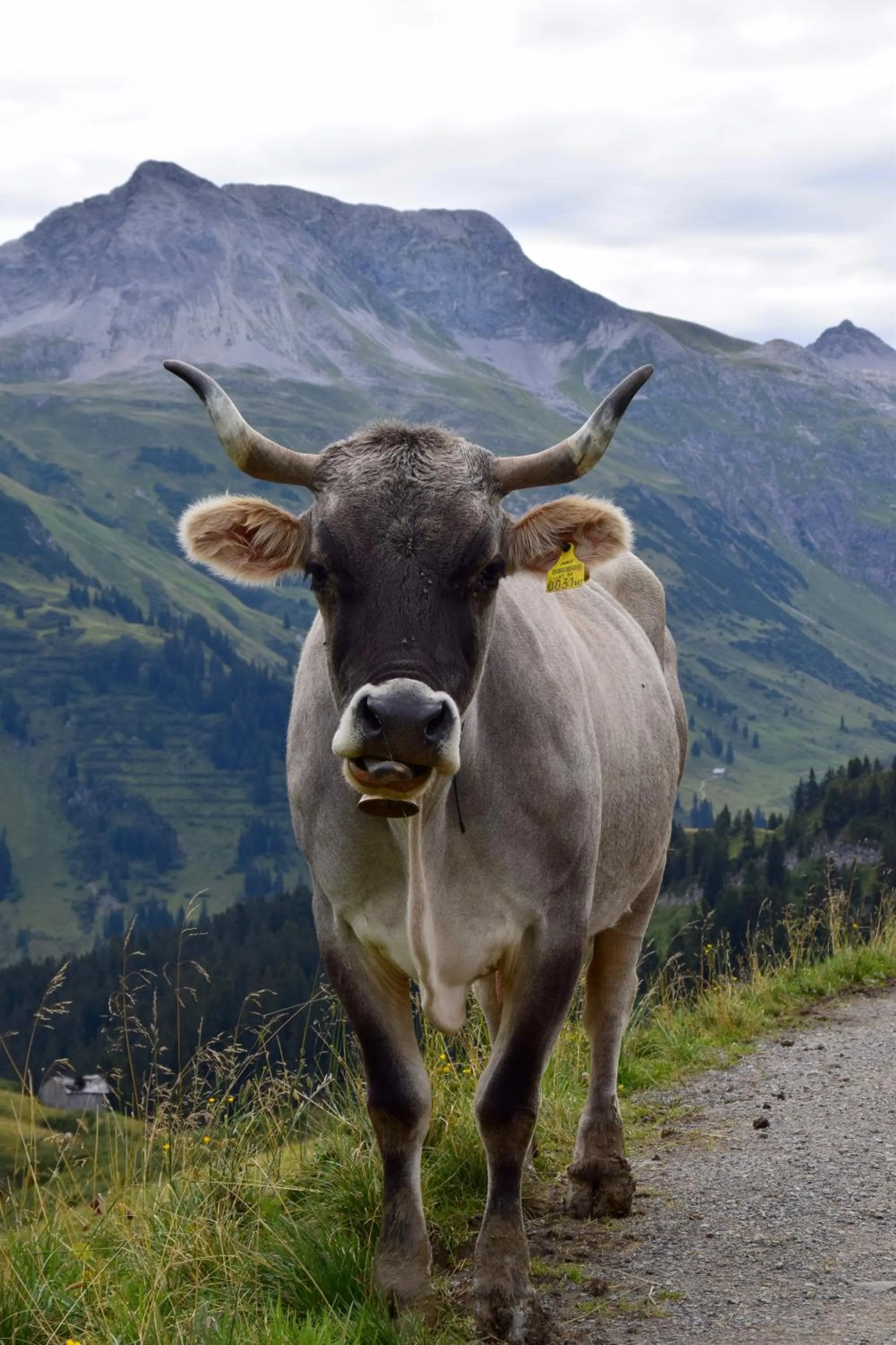 Animals in Hotel Gretina