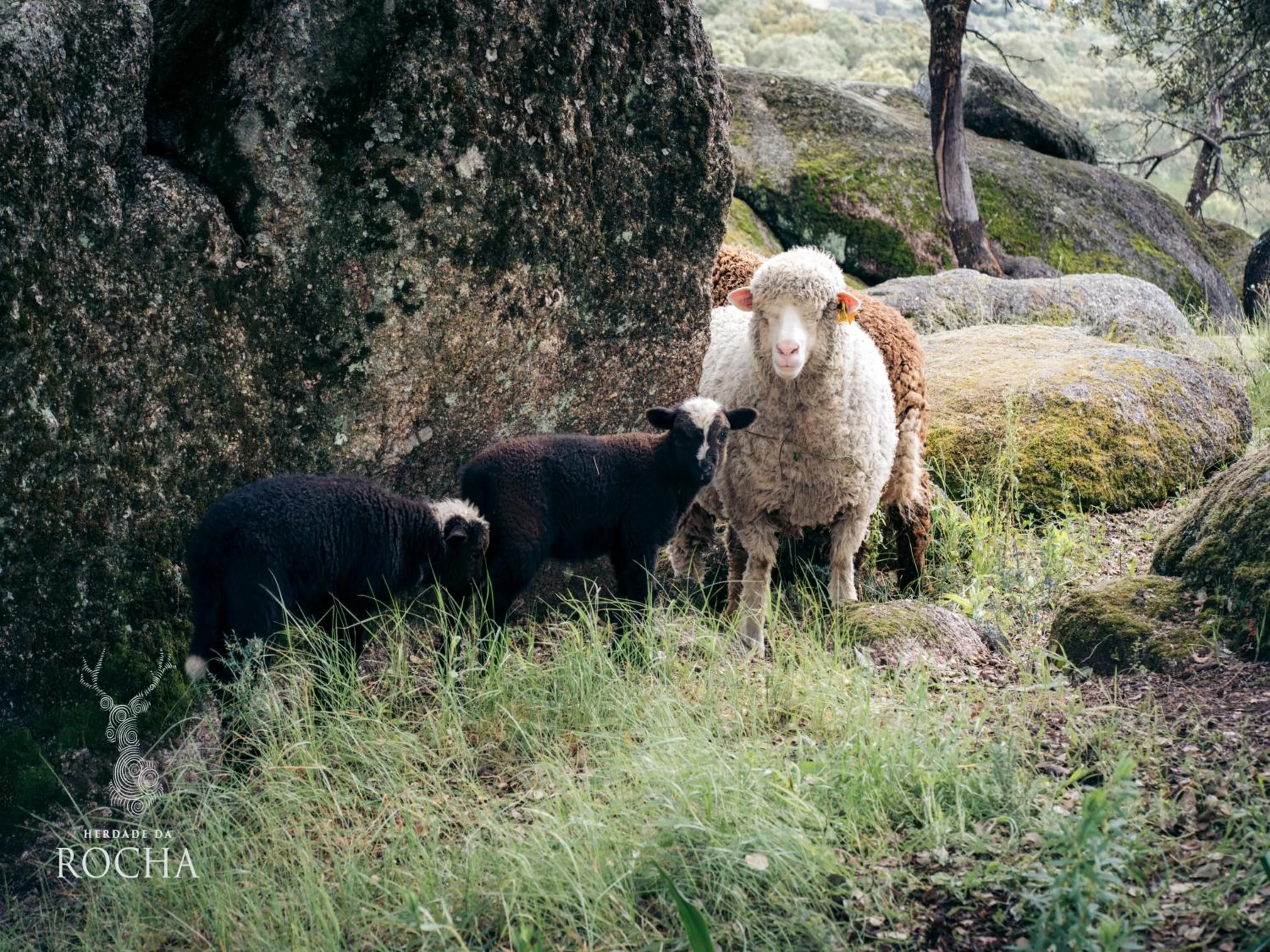 Natural landscape in Herdade da Rocha - Boutique Lodge