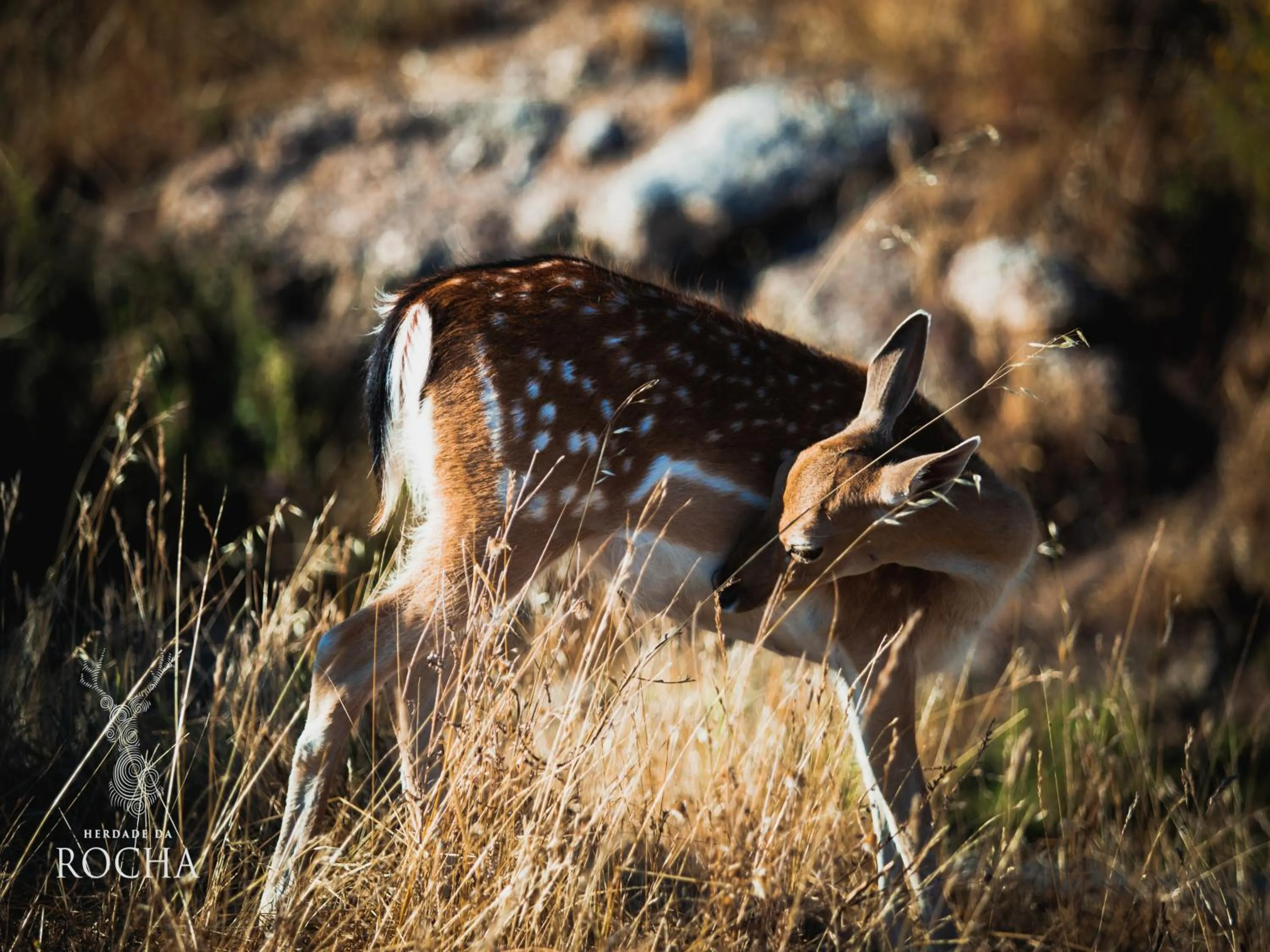 Herdade da Rocha - Boutique Lodge
