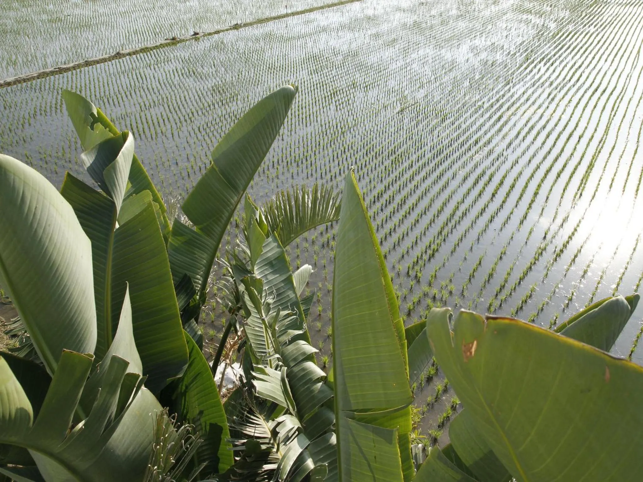 View (from property/room) in Beras Manor Kenting