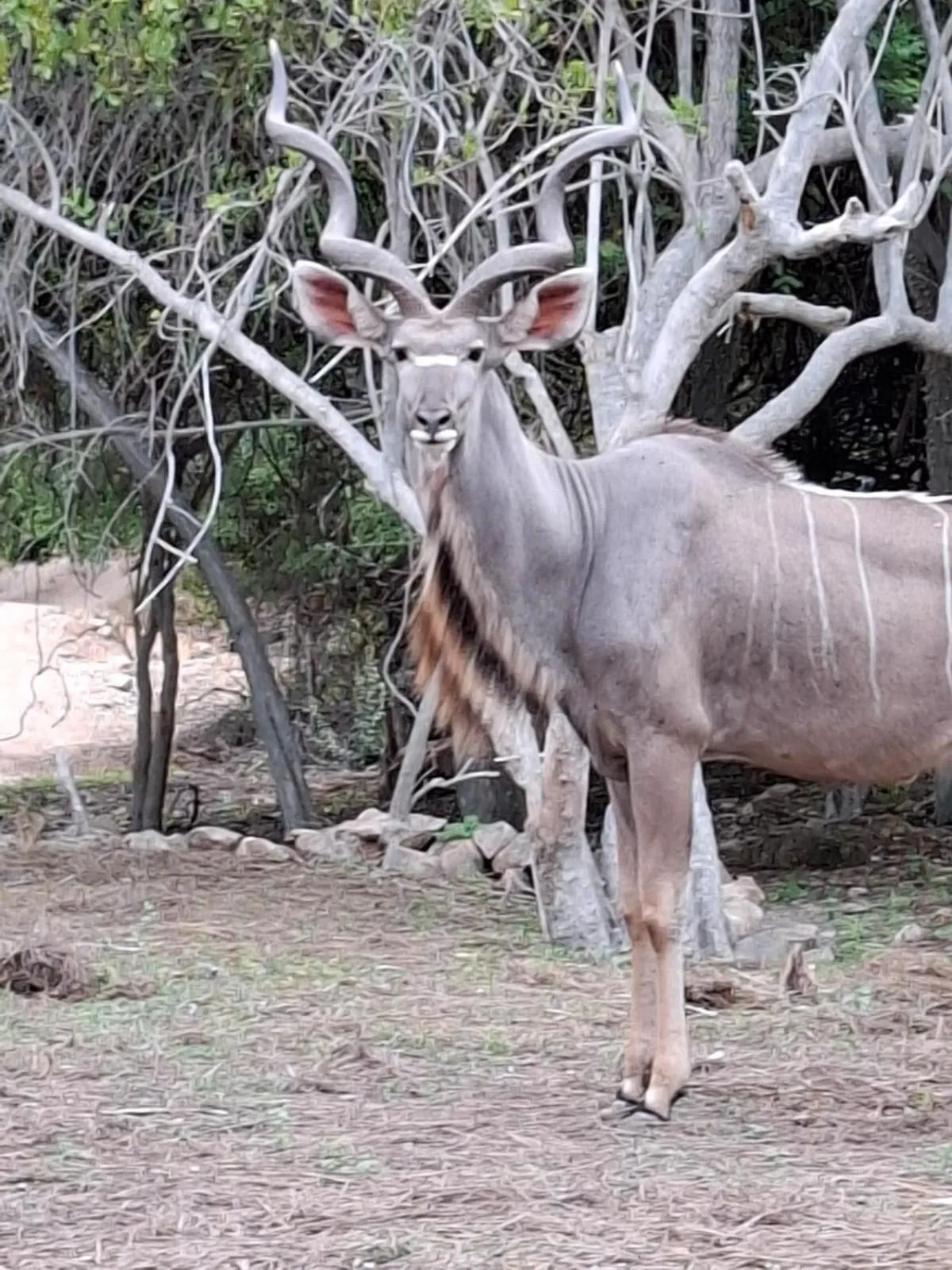 Kruger Riverside Lodge - No Load-shedding