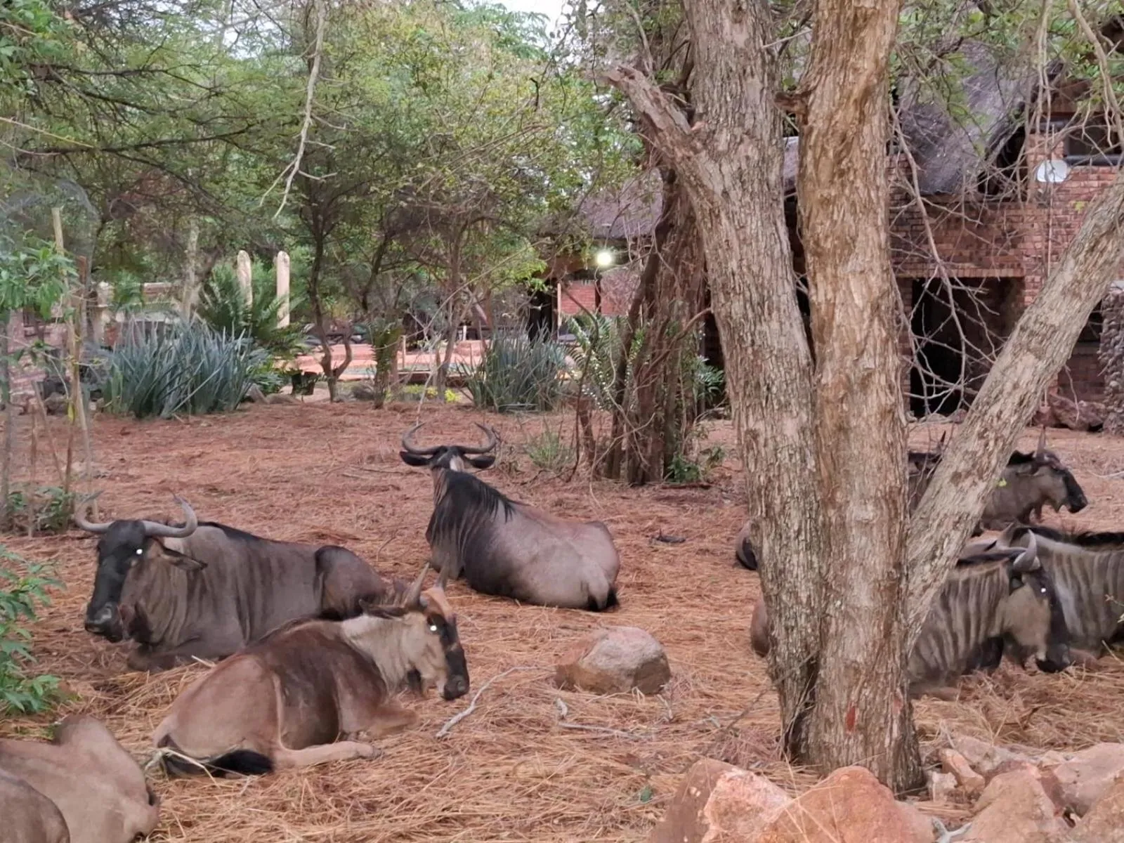 Kruger Riverside Lodge - No Load-shedding