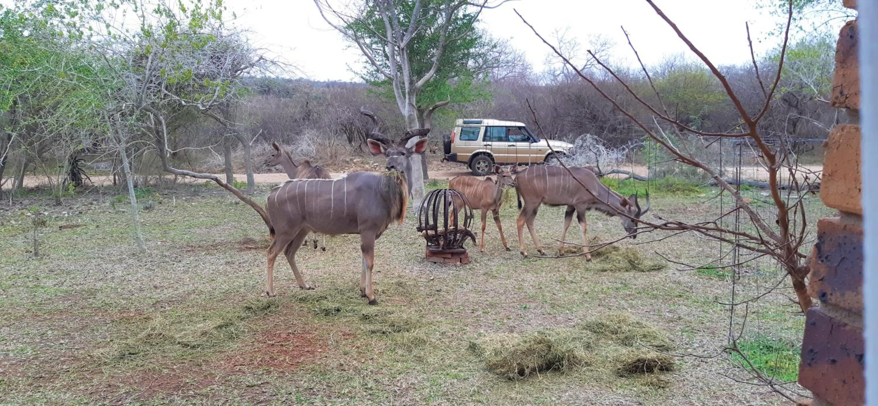 Animals in Kruger Riverside Lodge - No Load-shedding