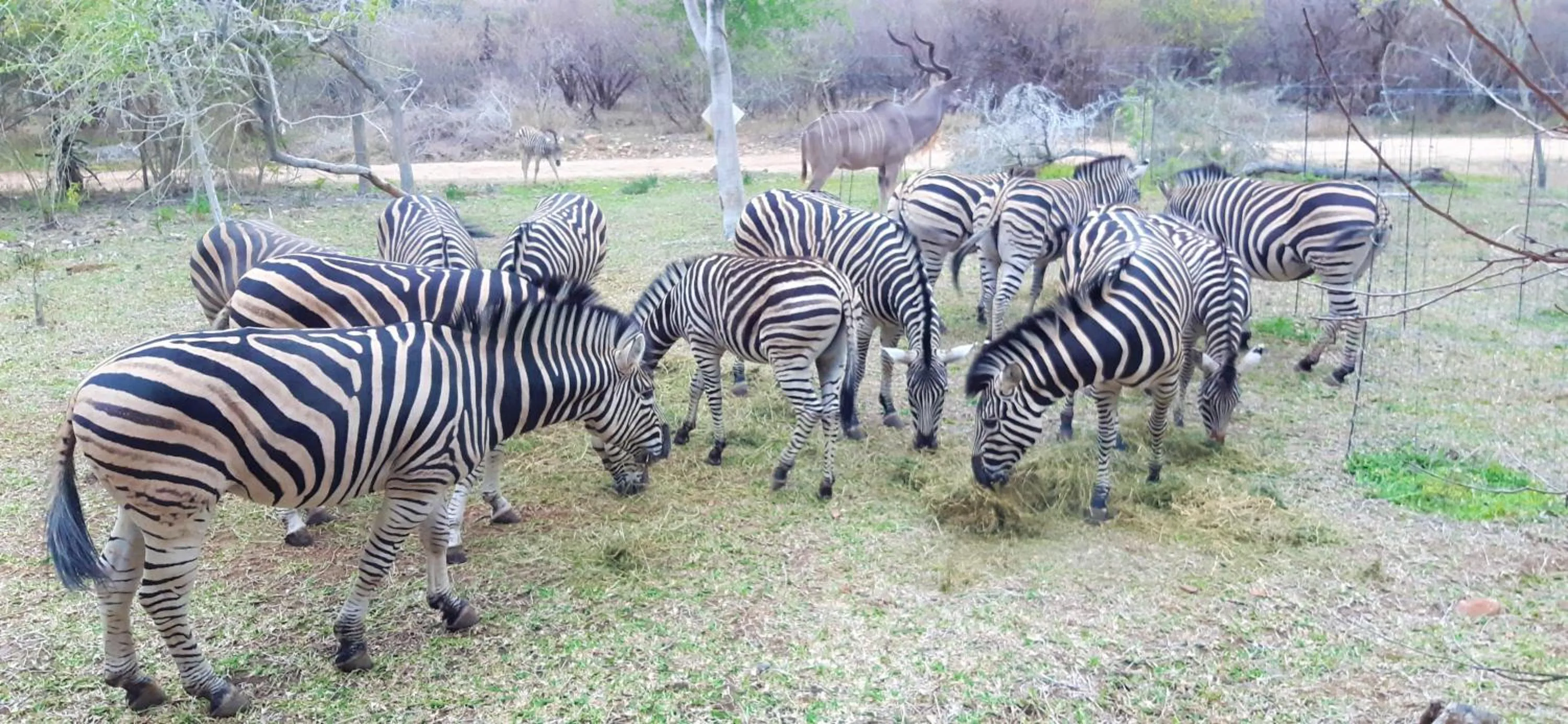 Balcony/Terrace in Kruger Riverside Lodge - No Load-shedding