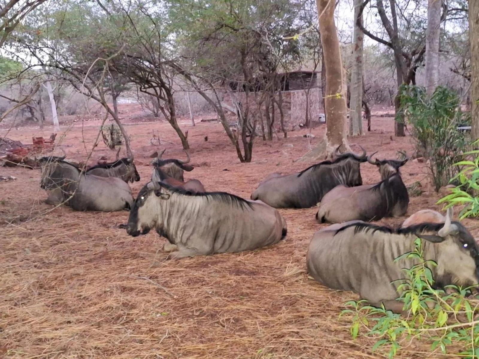 Kruger Riverside Lodge - No Load-shedding