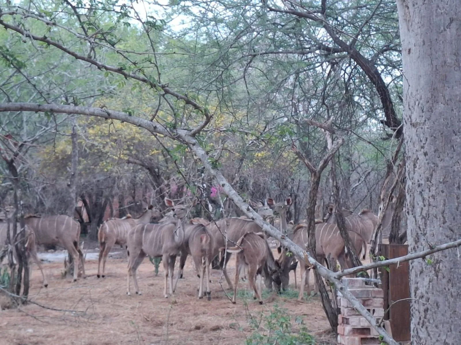 Kruger Riverside Lodge - No Load-shedding