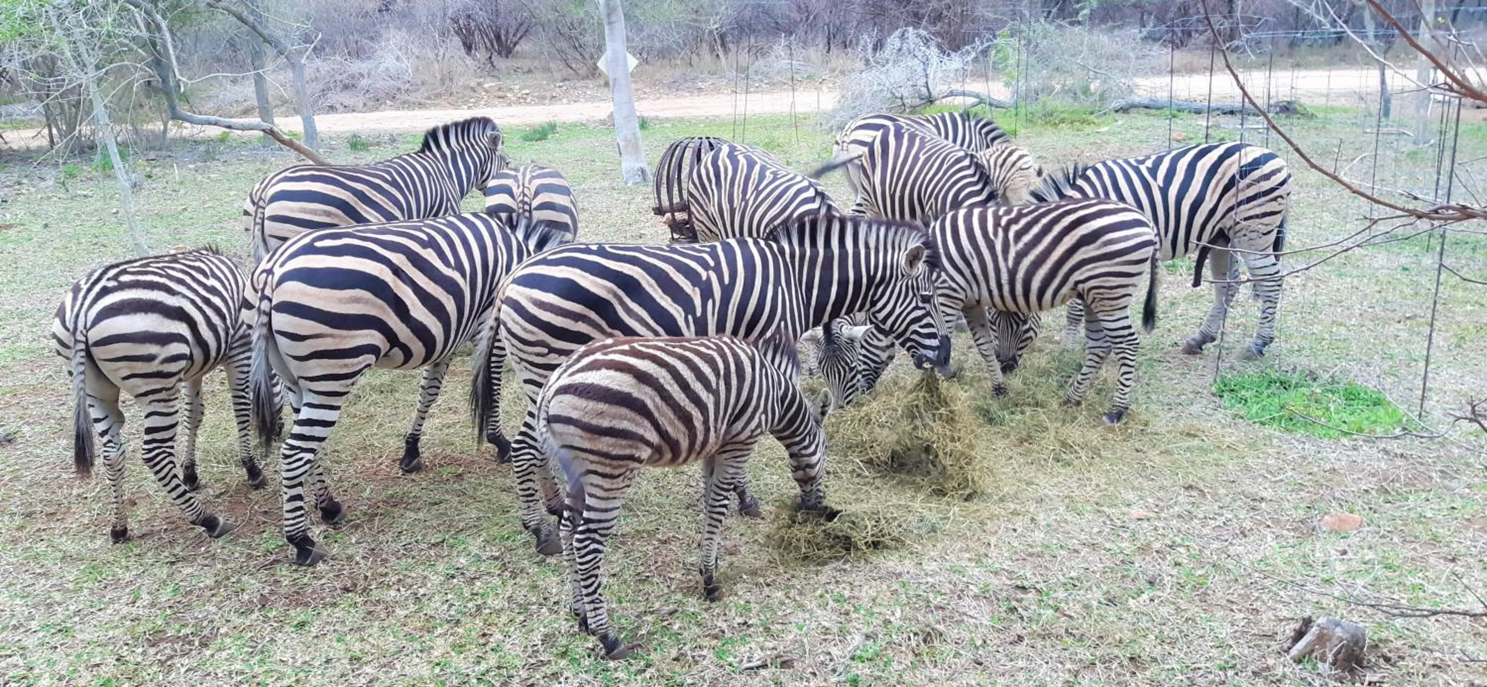 Garden in Kruger Riverside Lodge - No Load-shedding