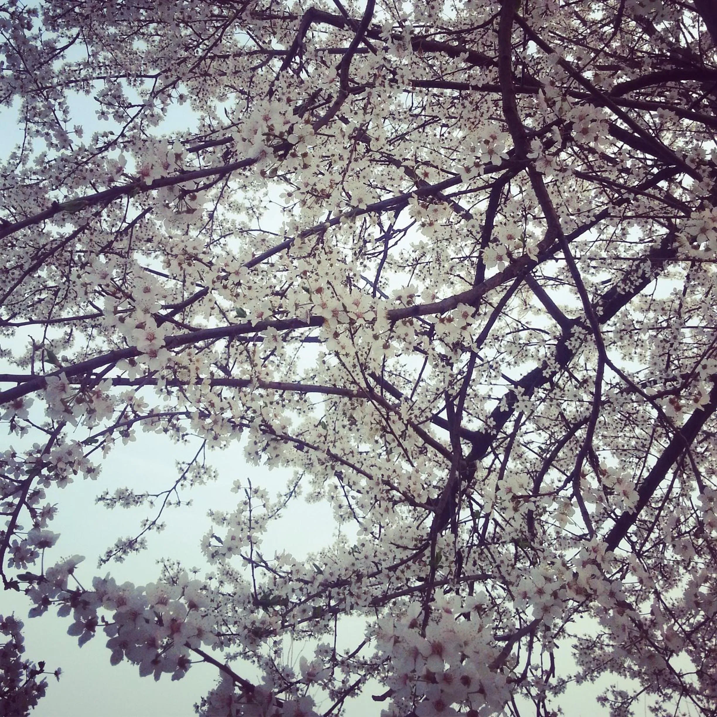 Garden in I 99 ulivi