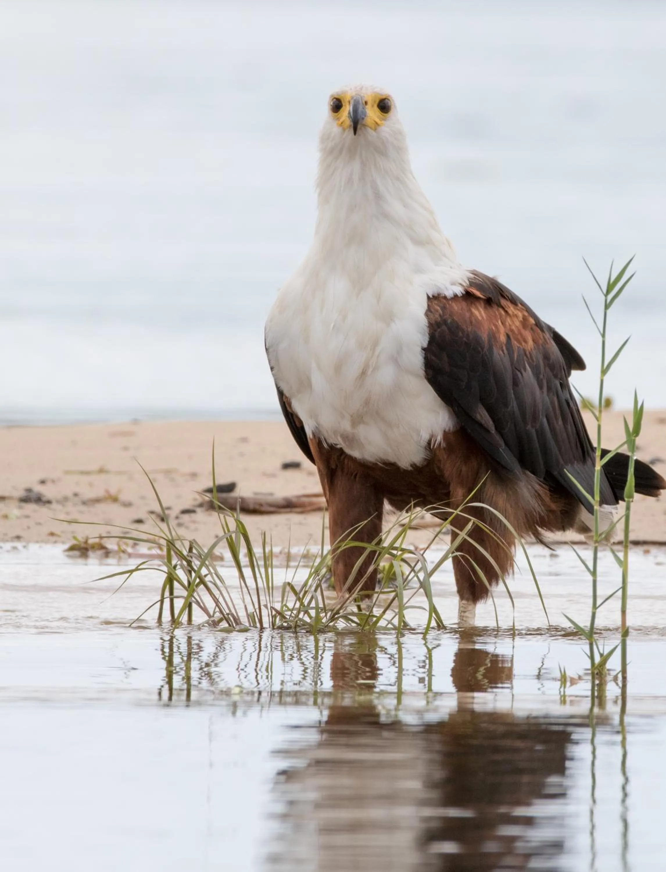 Animals in Zambezi Mubala Camp