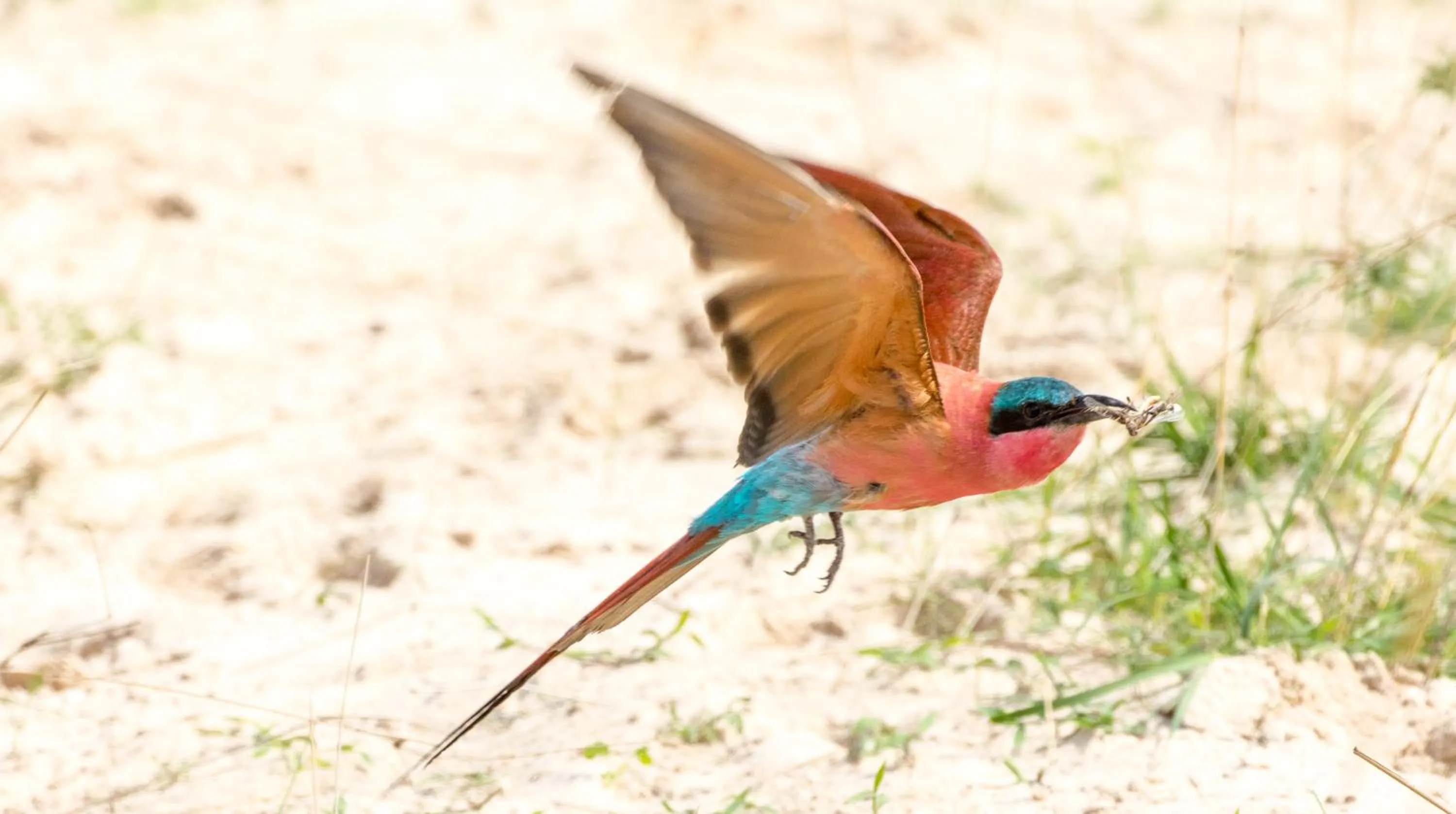 Animals in Zambezi Mubala Camp