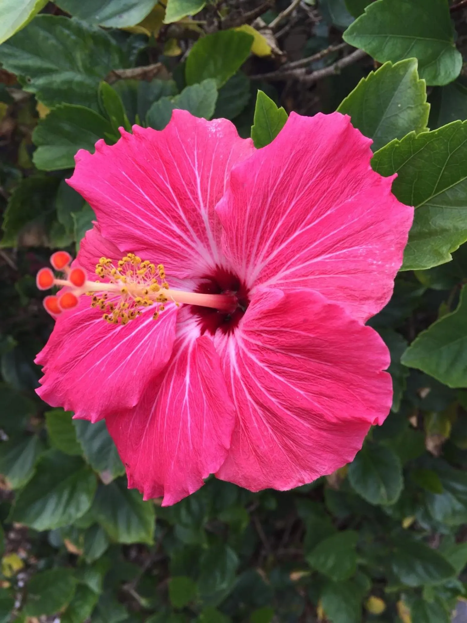 Property building in Flamingo Inn