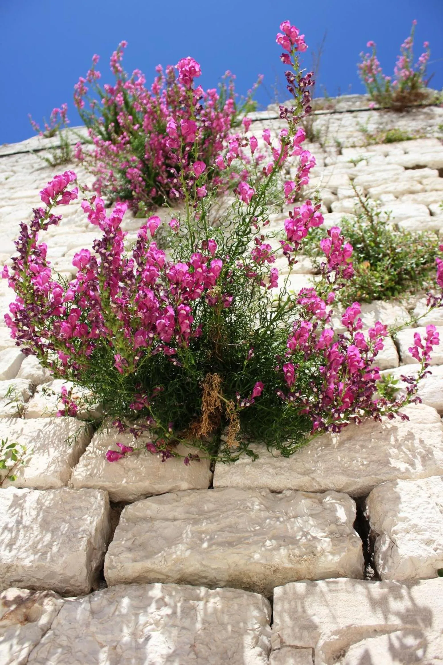 Other in Villa Diana