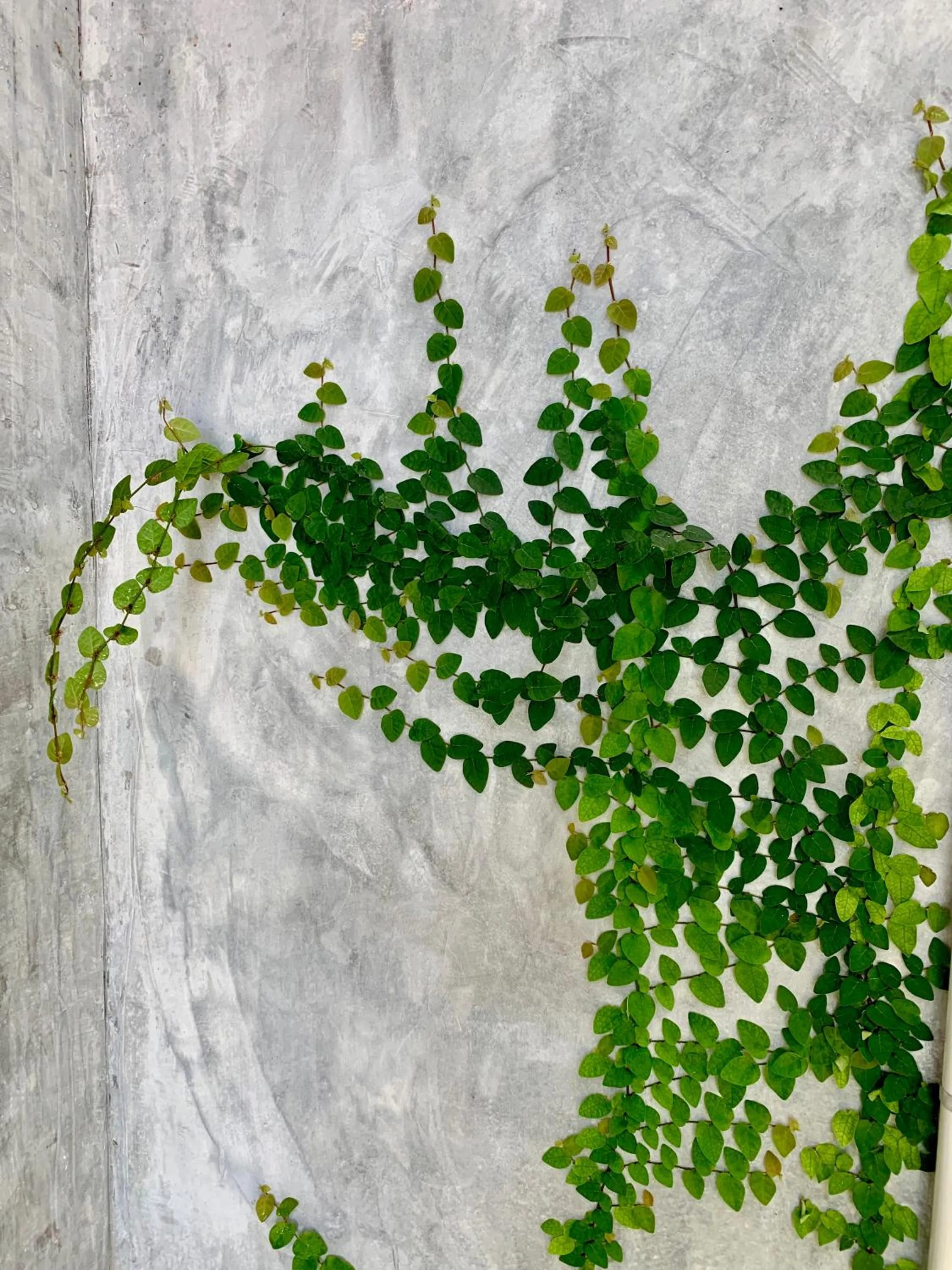 Garden in Sand in My Shoes Beach Loft