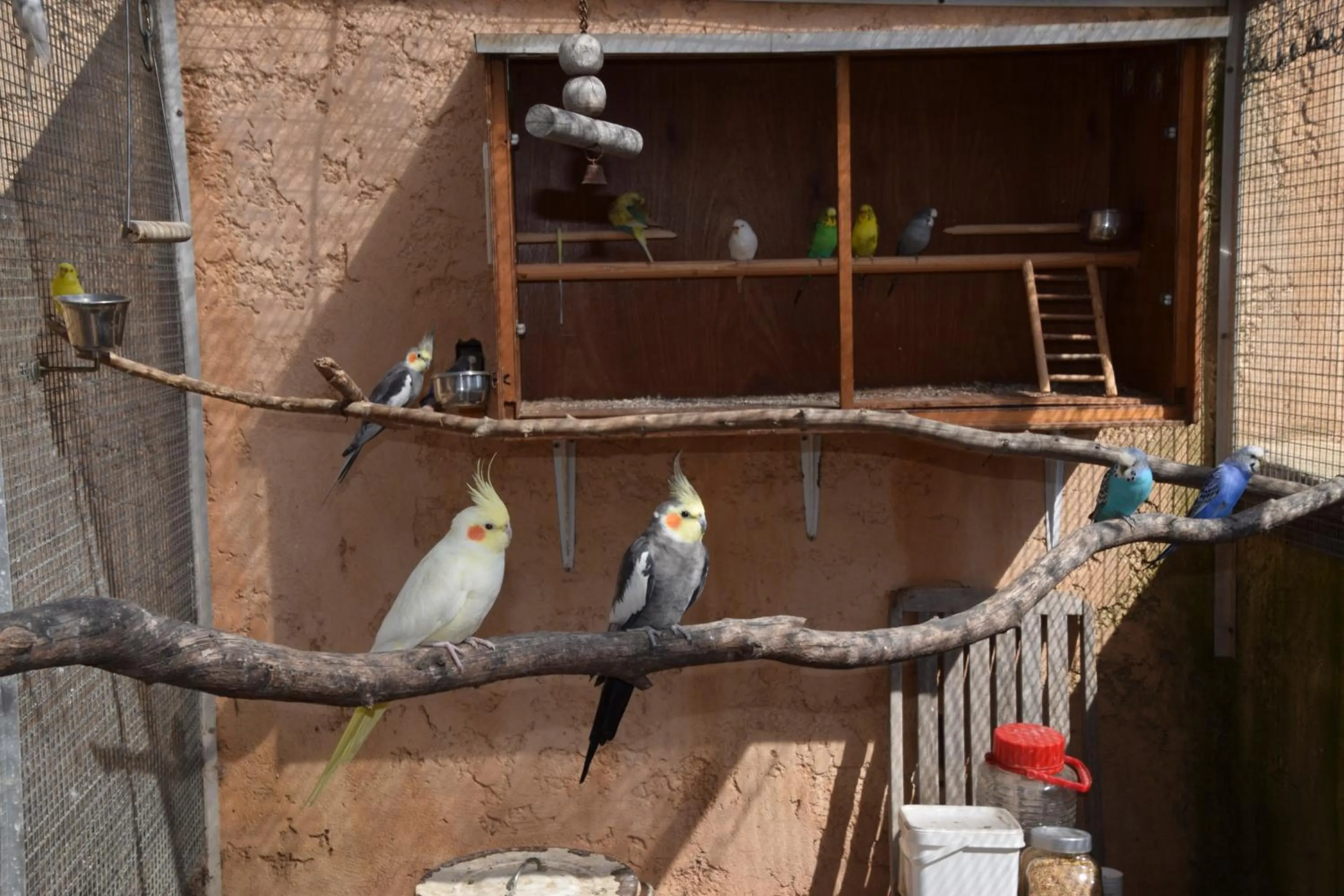 Animals in Villa Violette