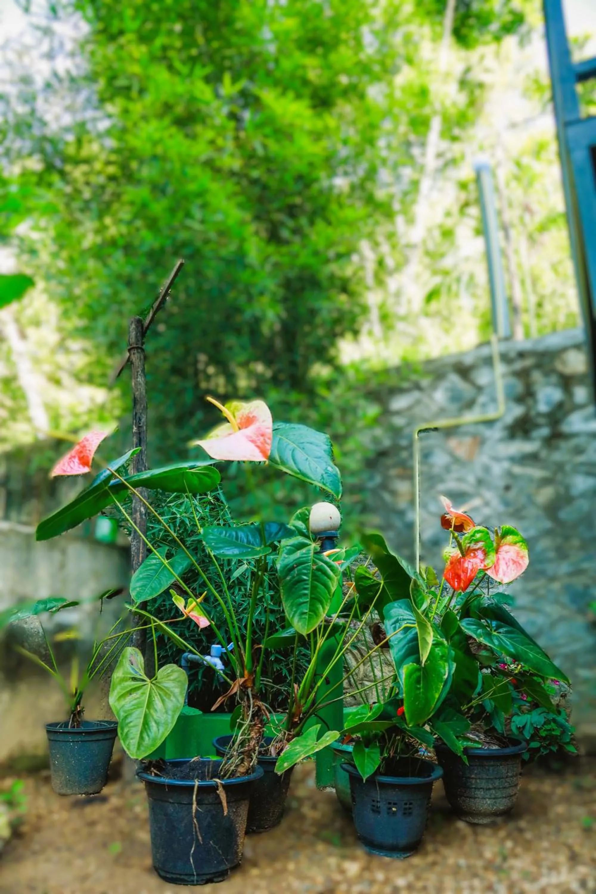 Garden in Dinaro Guest