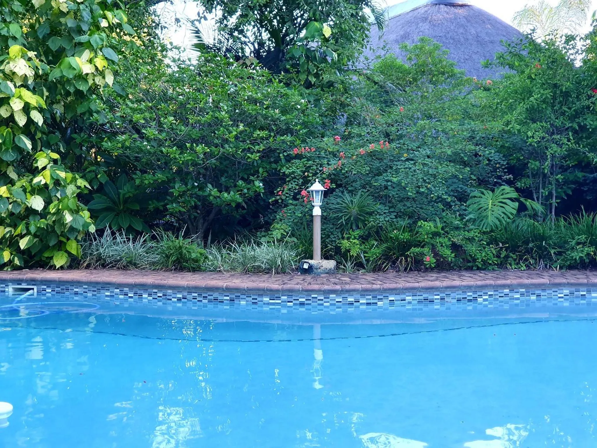 Swimming pool in Shingalana Guest Lodge