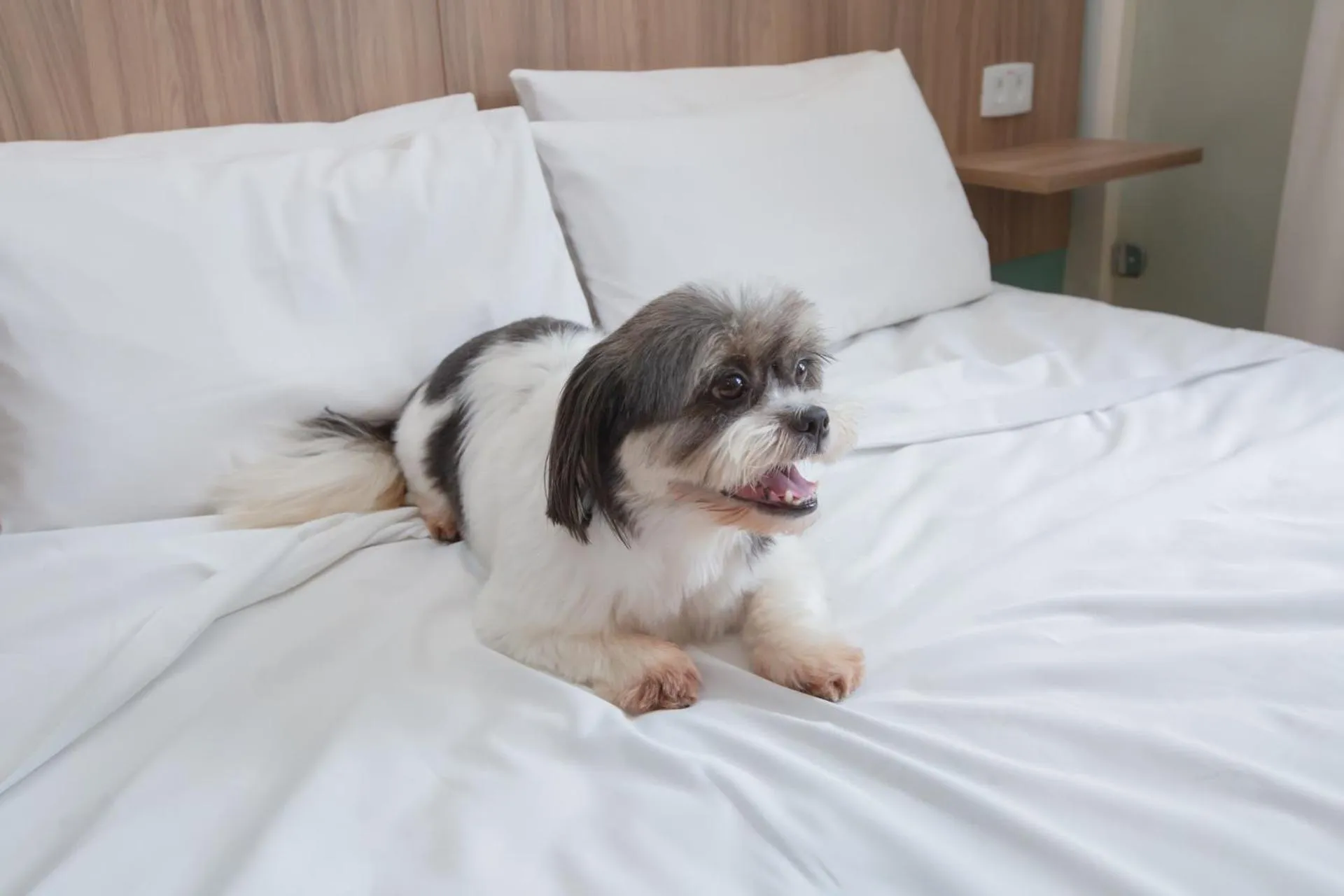 Pets, Bed in Go Inn Cambuí Campinas