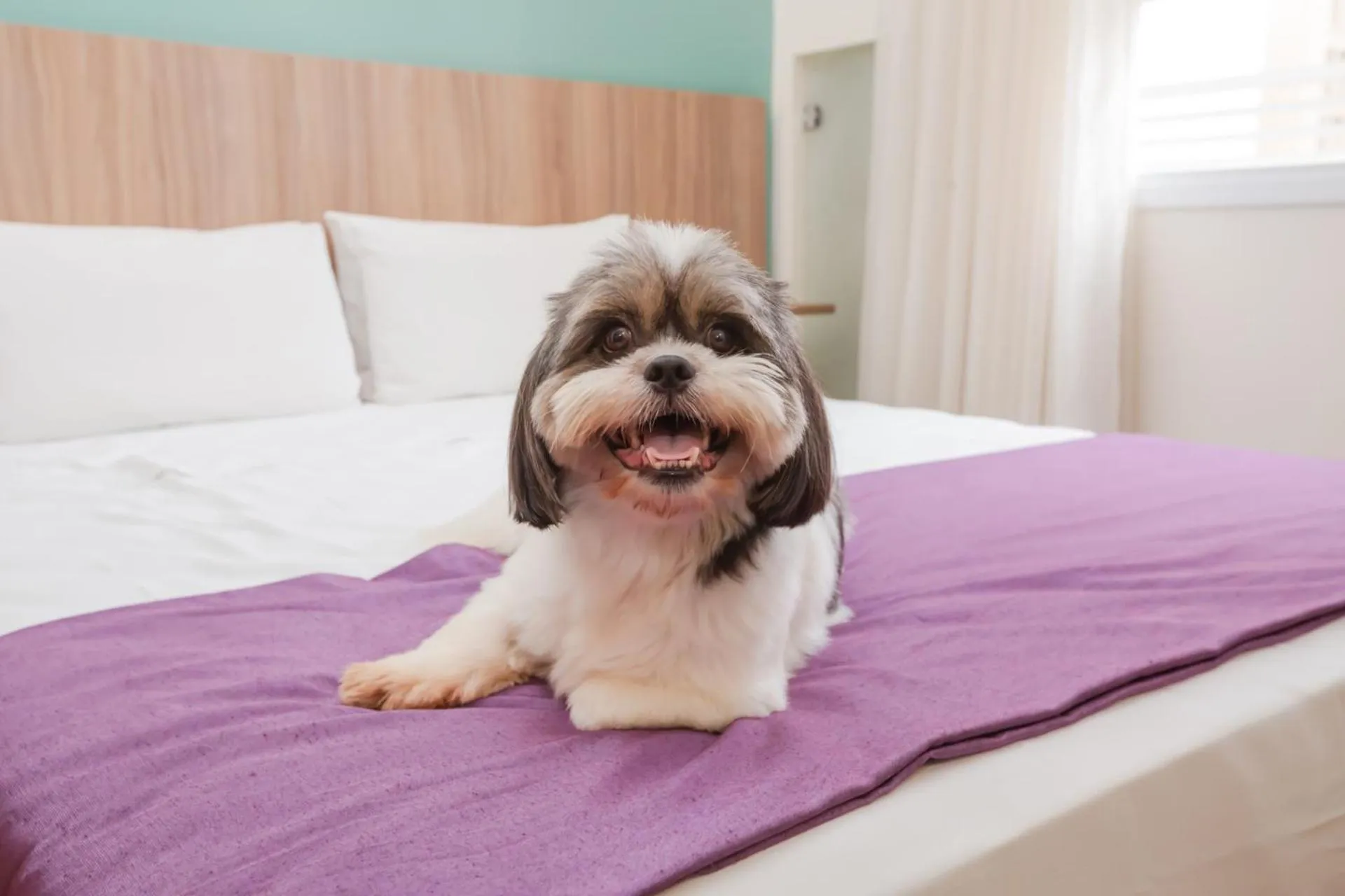 Pets, Bed in Go Inn Cambuí Campinas