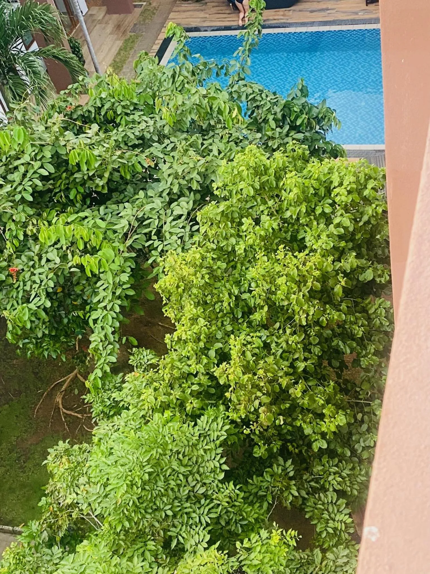 Garden in Hotel Cloud 9 Negombo