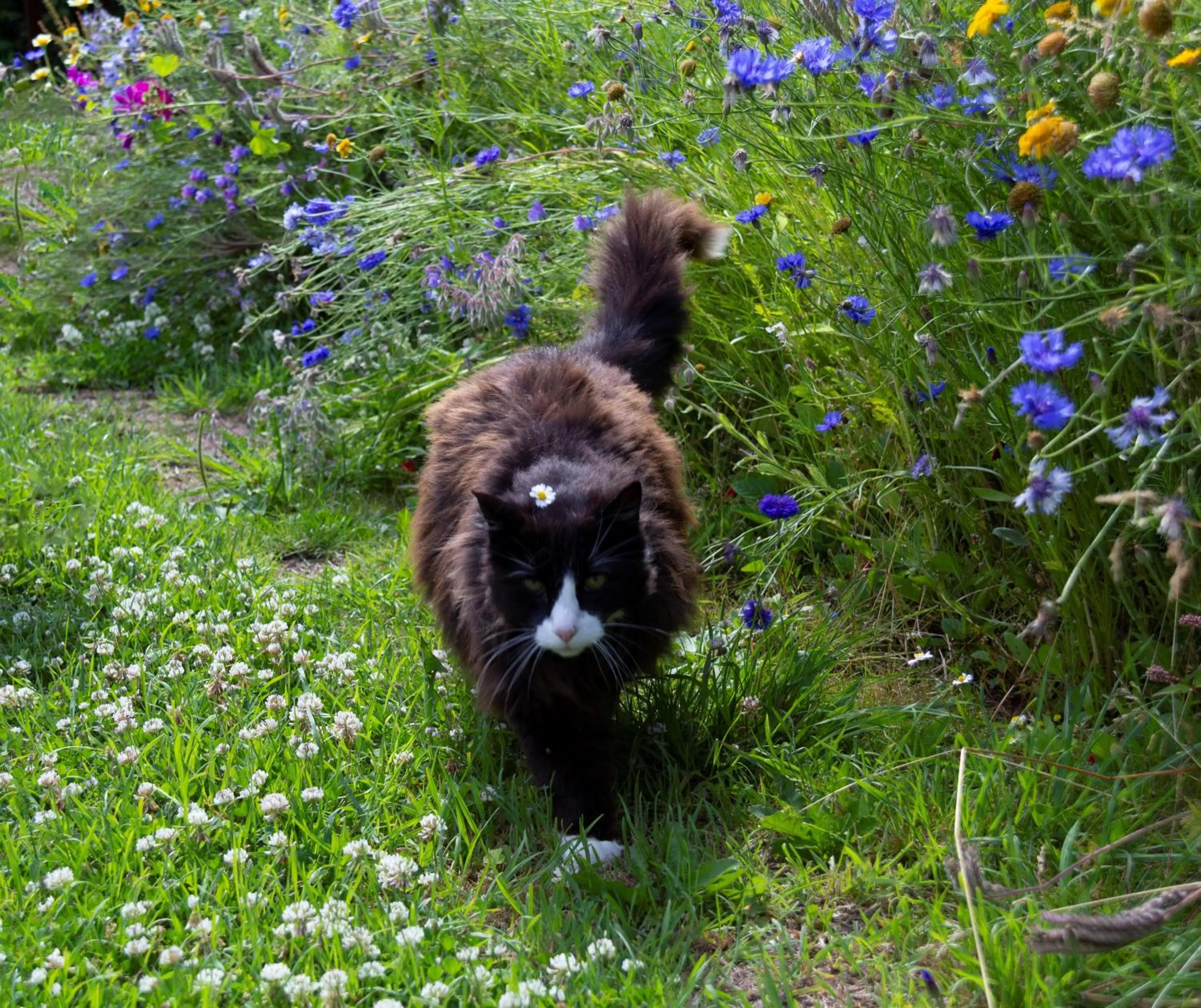 Pets in Little Creek - Lodges in het natuurgebied