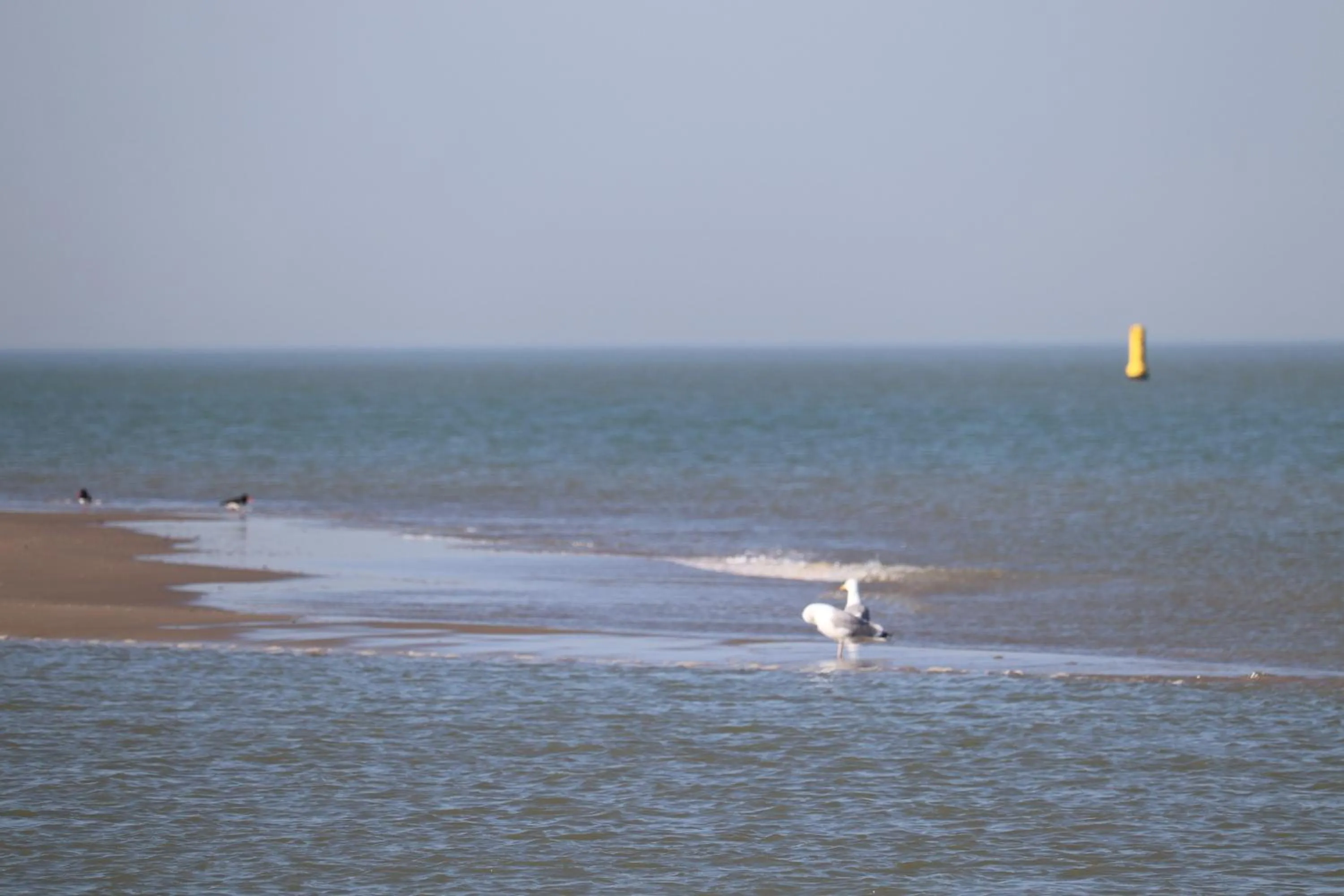 Beach in Little Creek - Lodges in het natuurgebied