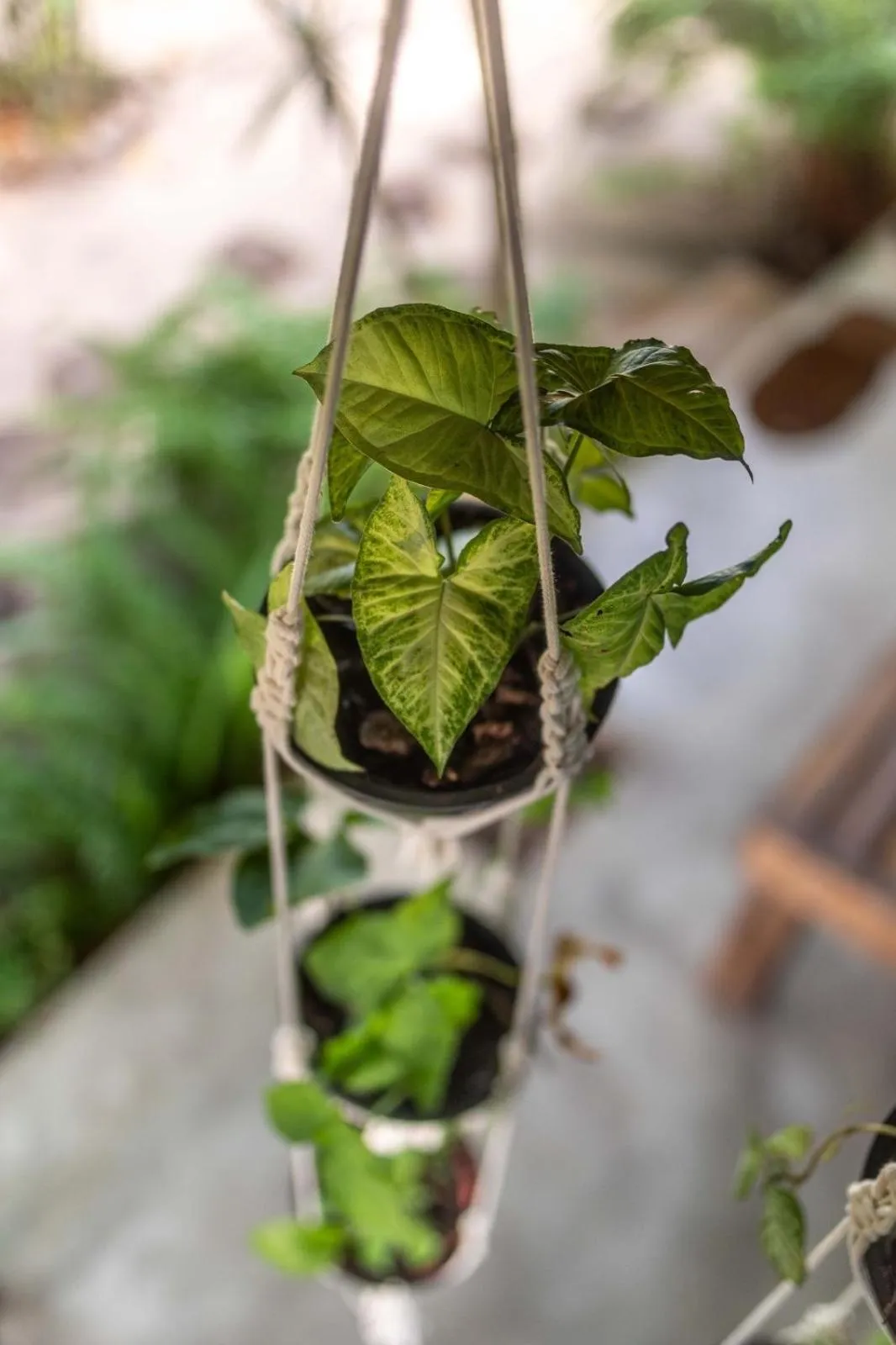 Garden in Pousada Spa Oasis