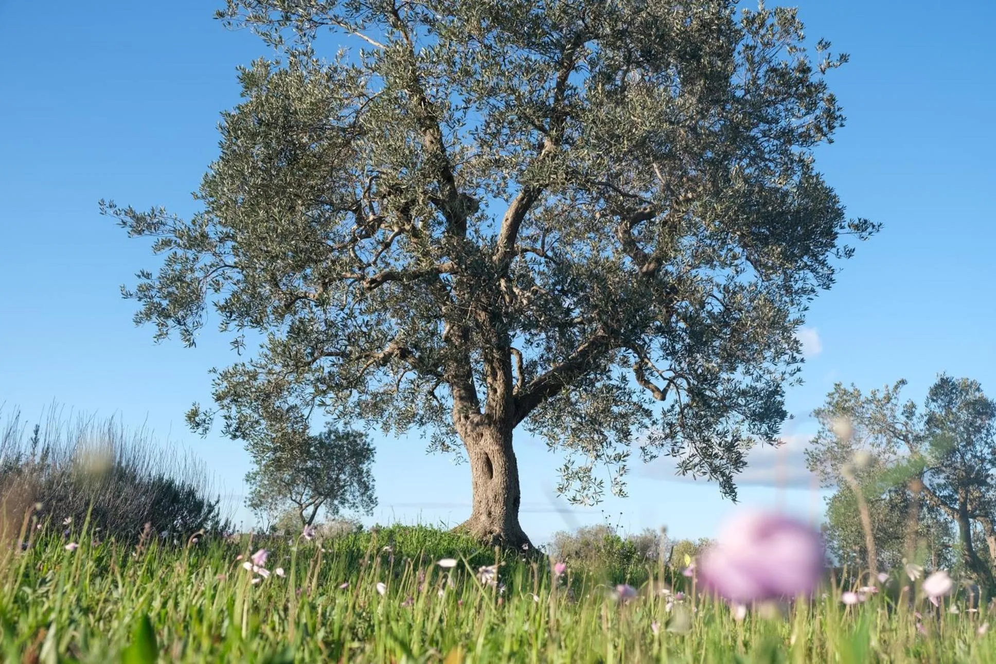 Garden in Regina di Ulivi