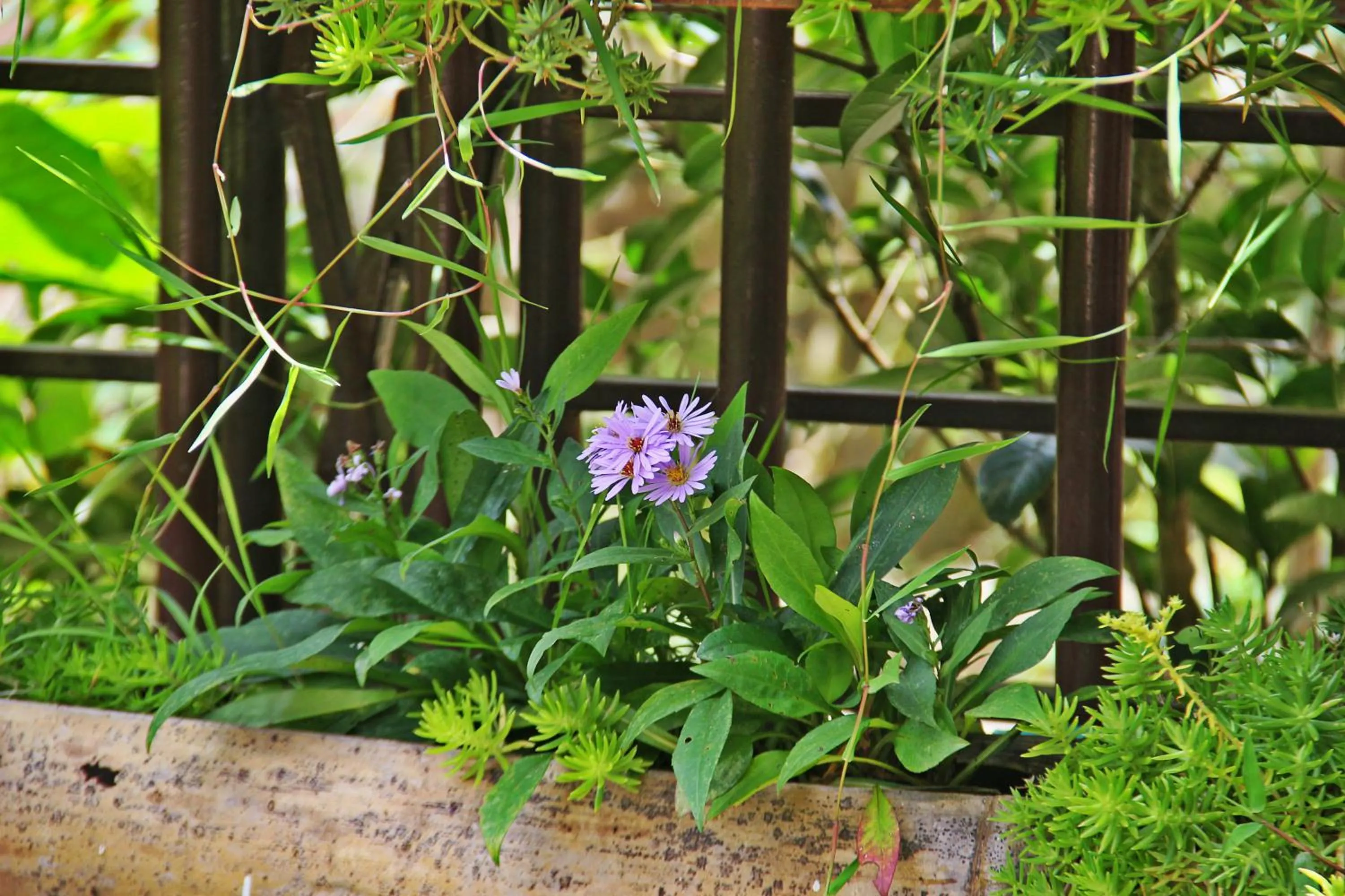 Garden in Sapa Aroma Hotel
