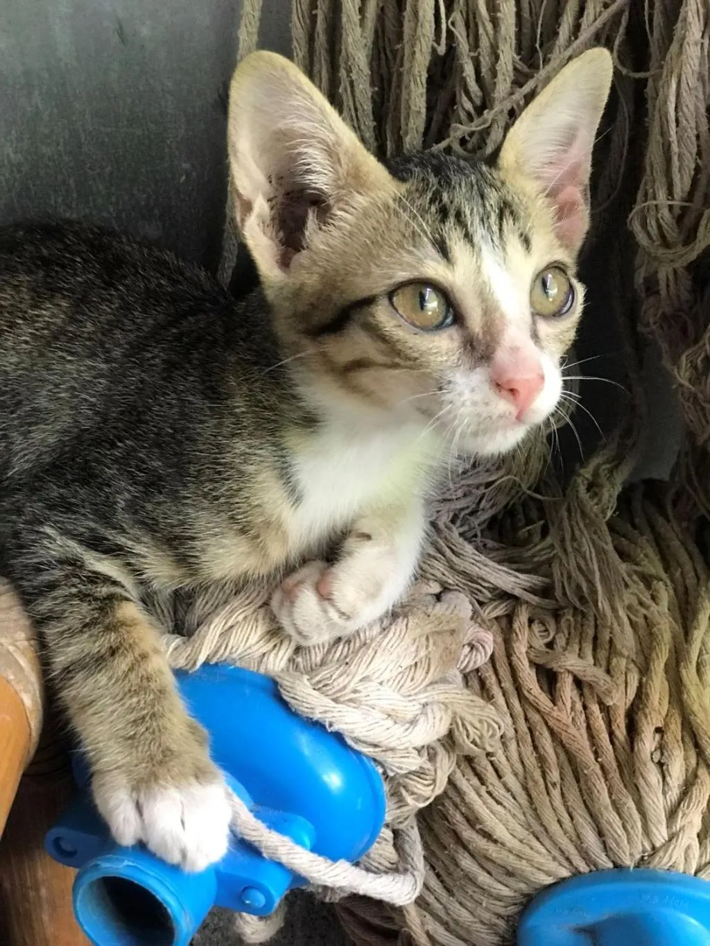 Pets in Chill Out Village