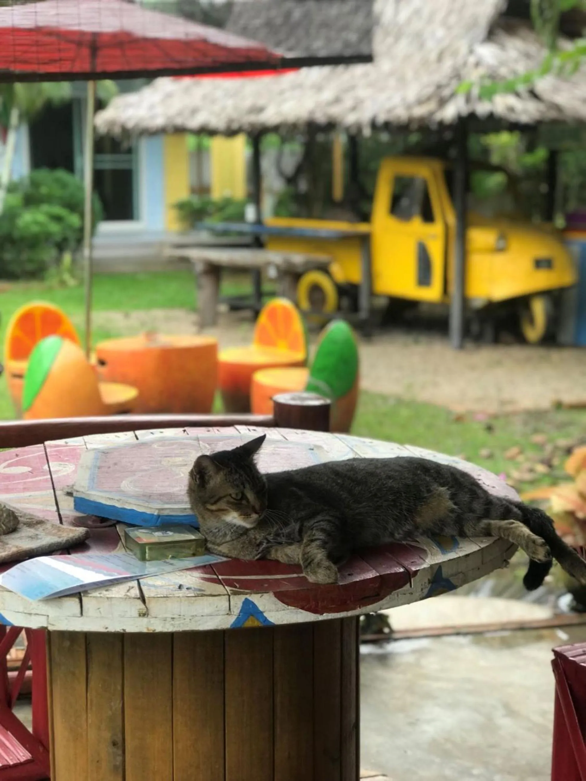 Pets in Chill Out Village