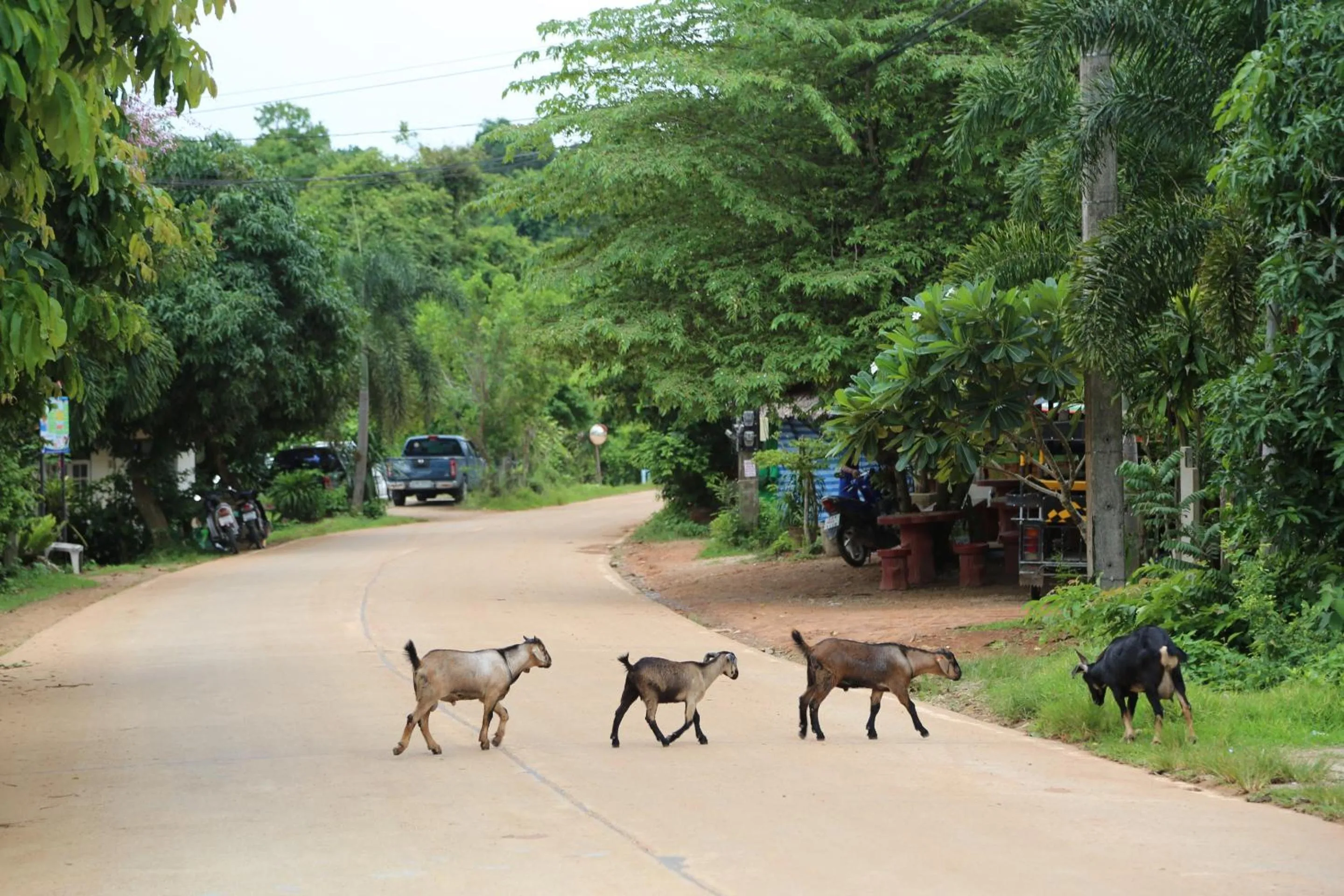 Animals in Chill Out Village