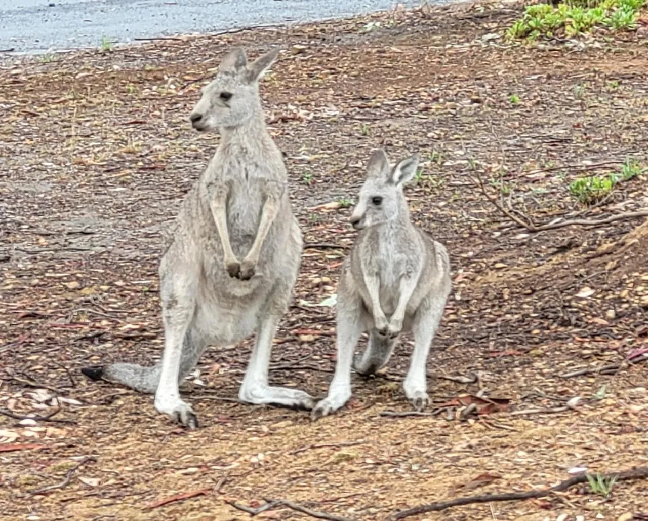 Mansfield Country Resort