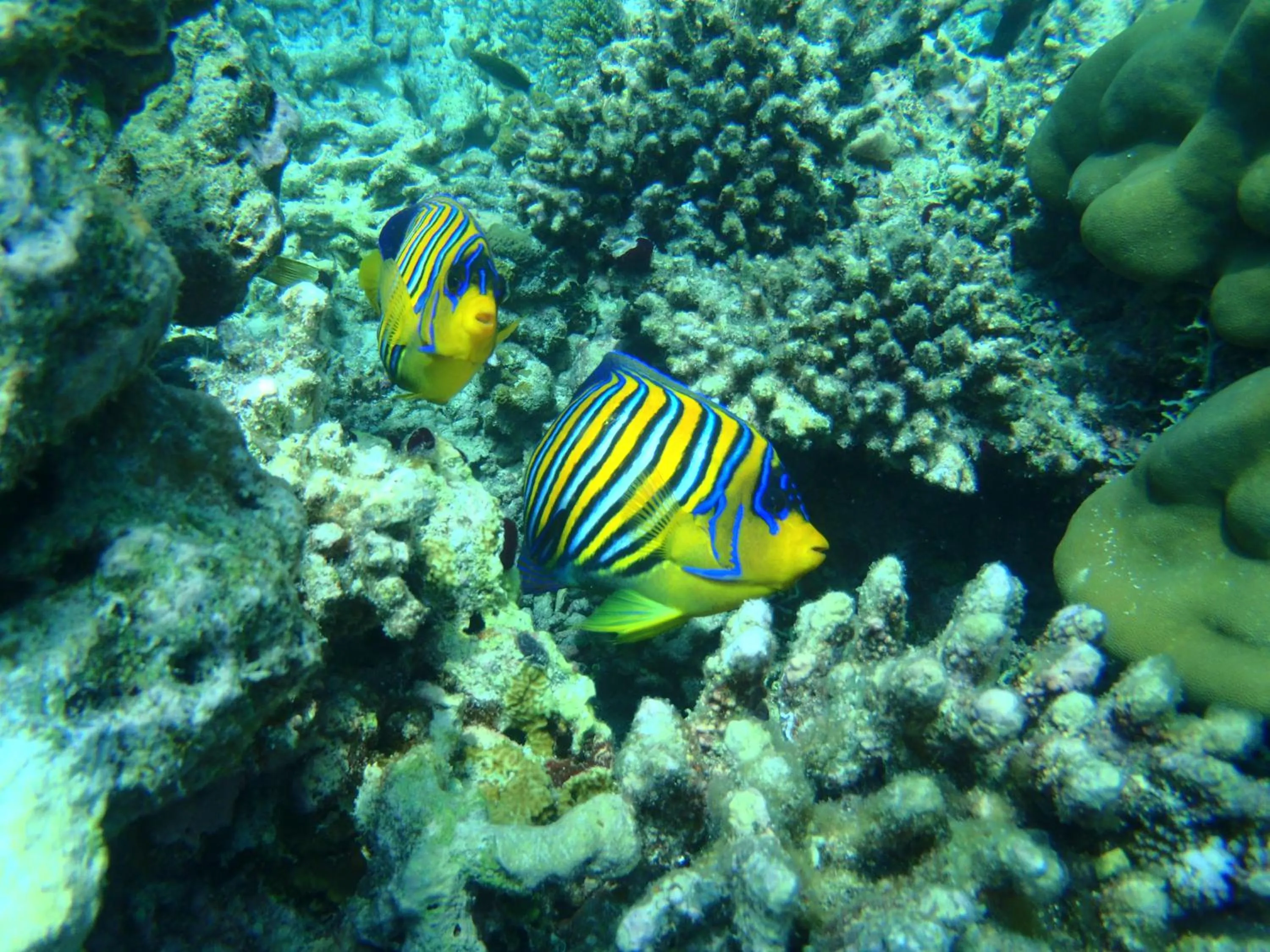 Snorkeling in West Sands