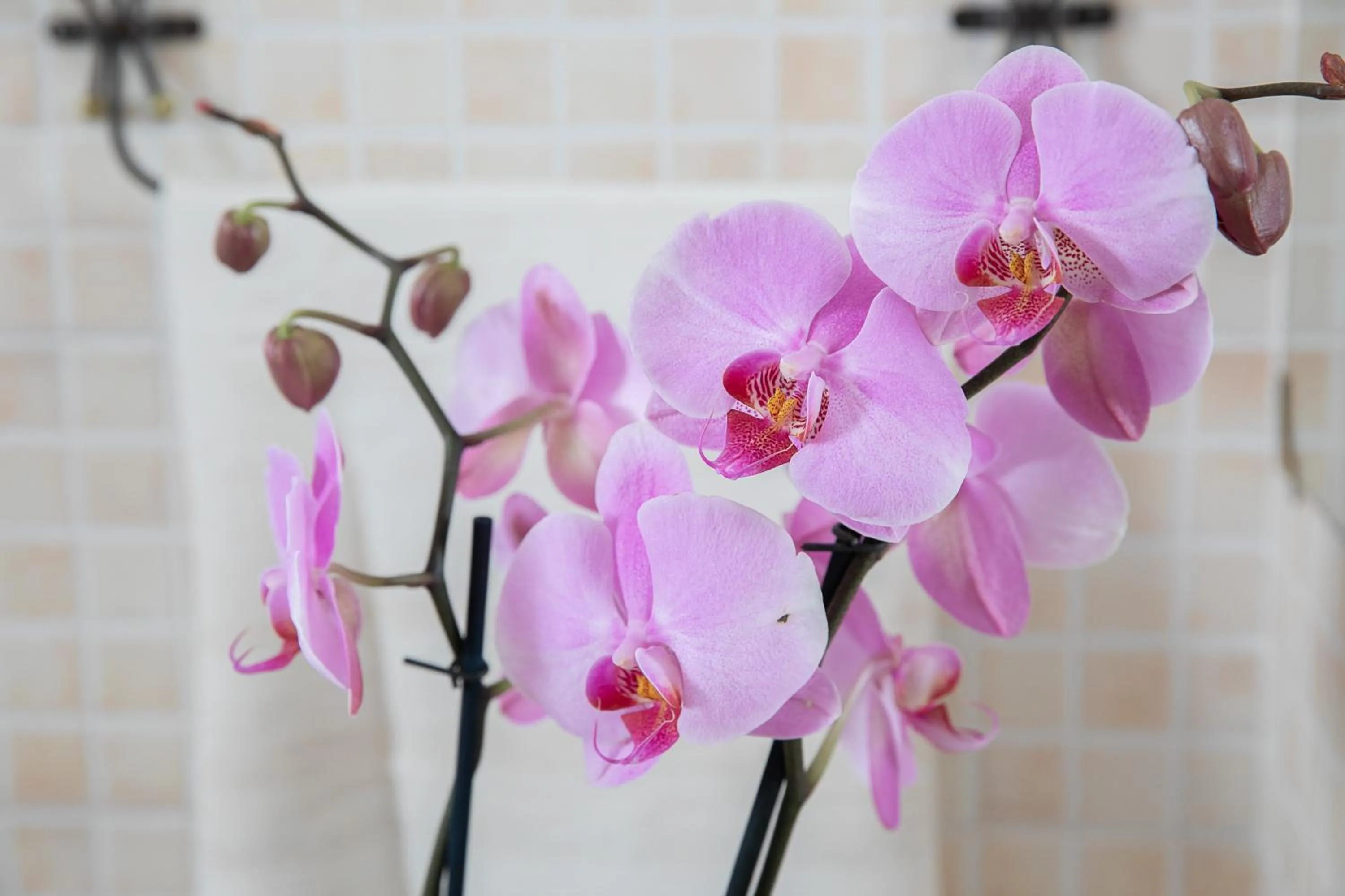 Decorative detail in Ciriga Sicily Glamping