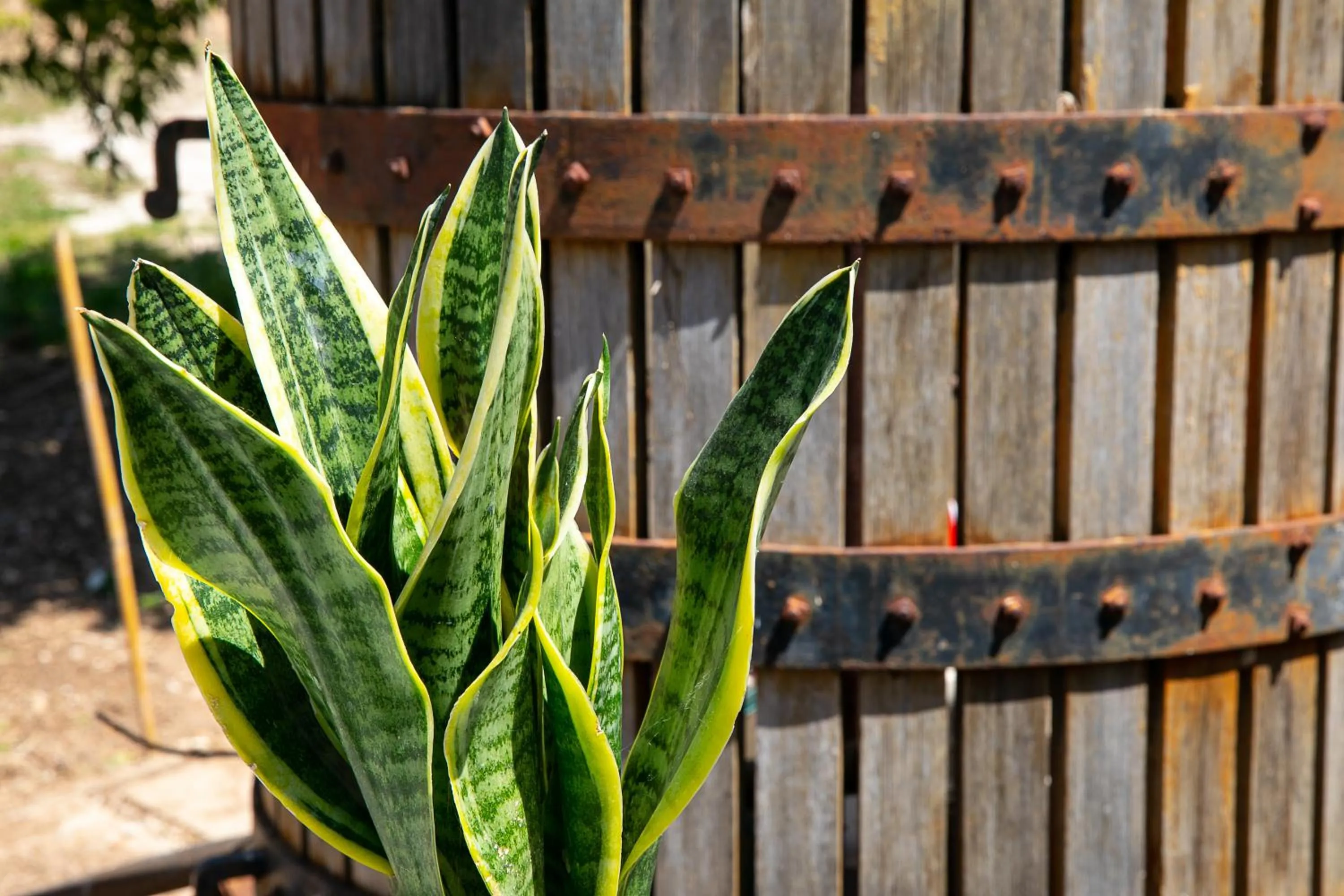 Day in Ciriga Sicily Glamping