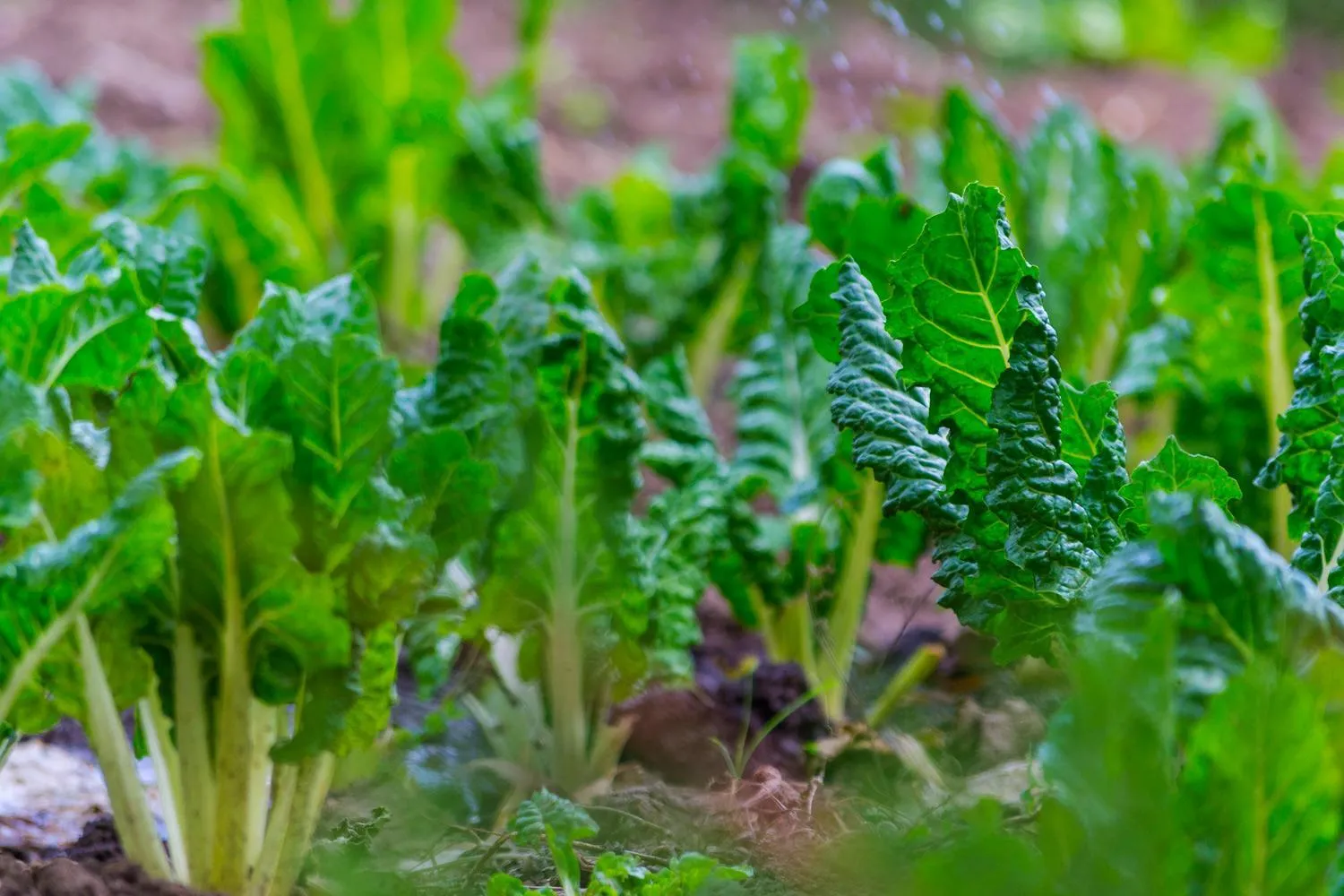 Garden in Anka Resort