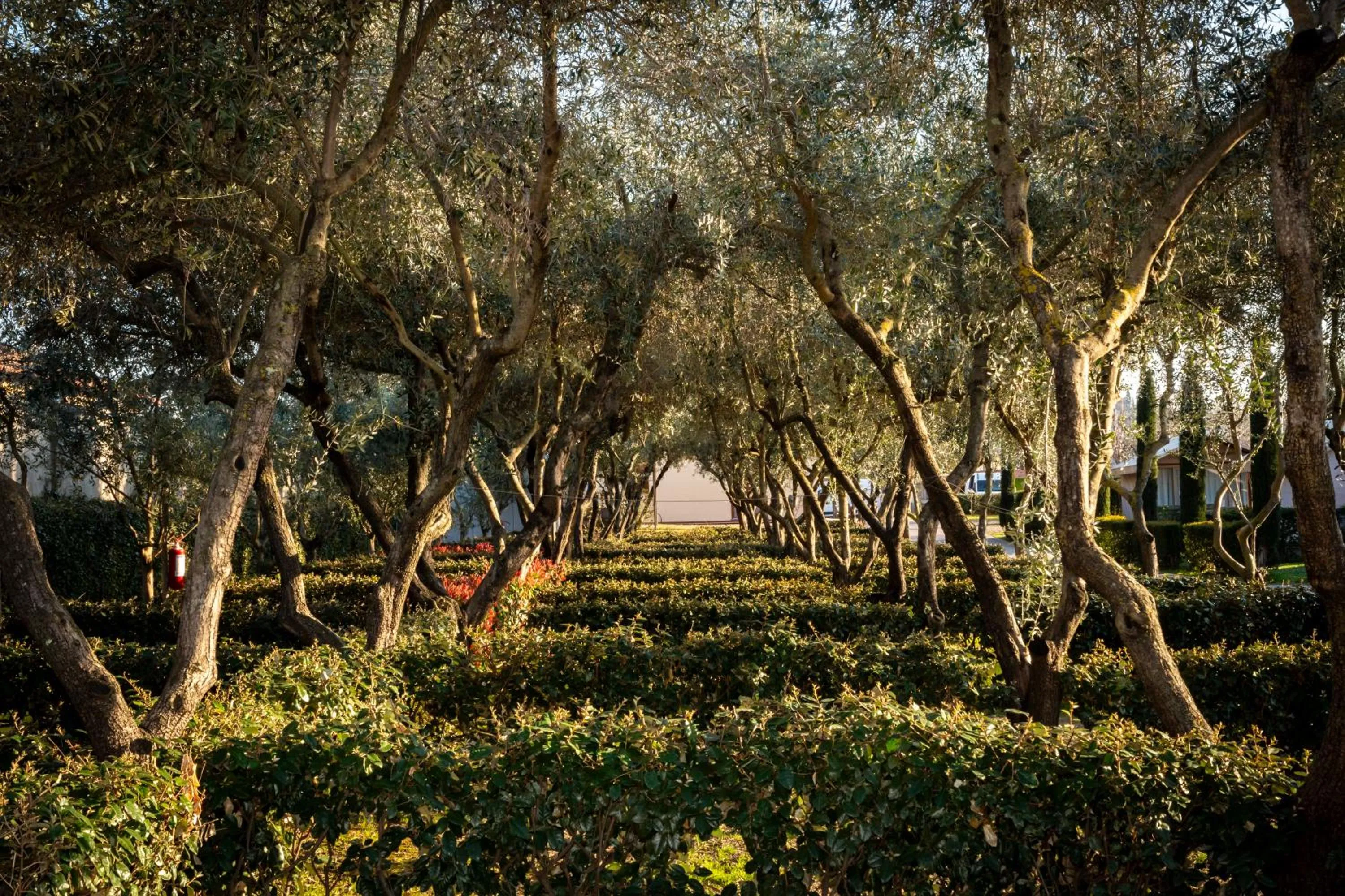 Natural landscape in hu Firenze Camping in Town