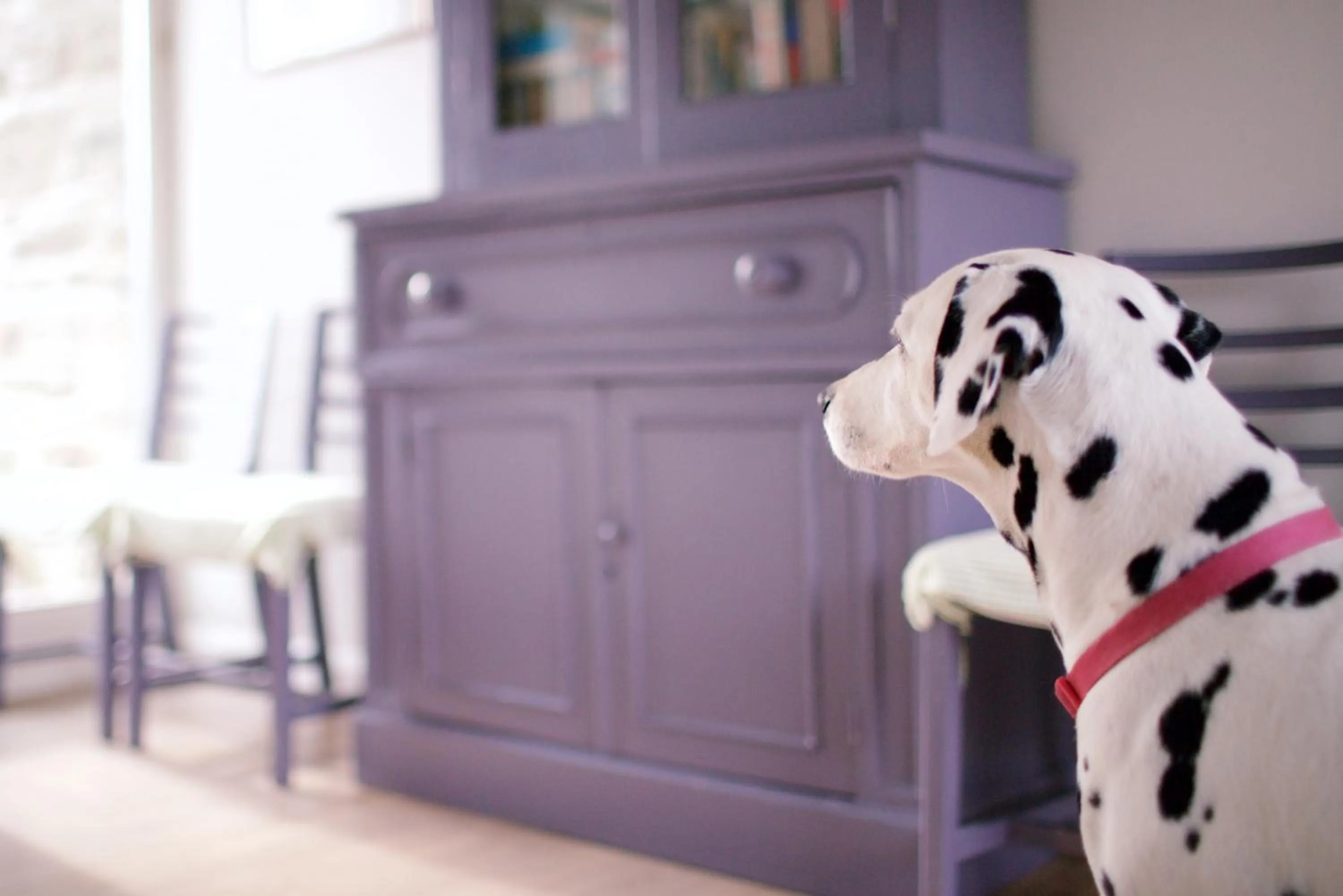 Pets in Scion Hill Gate Lodge