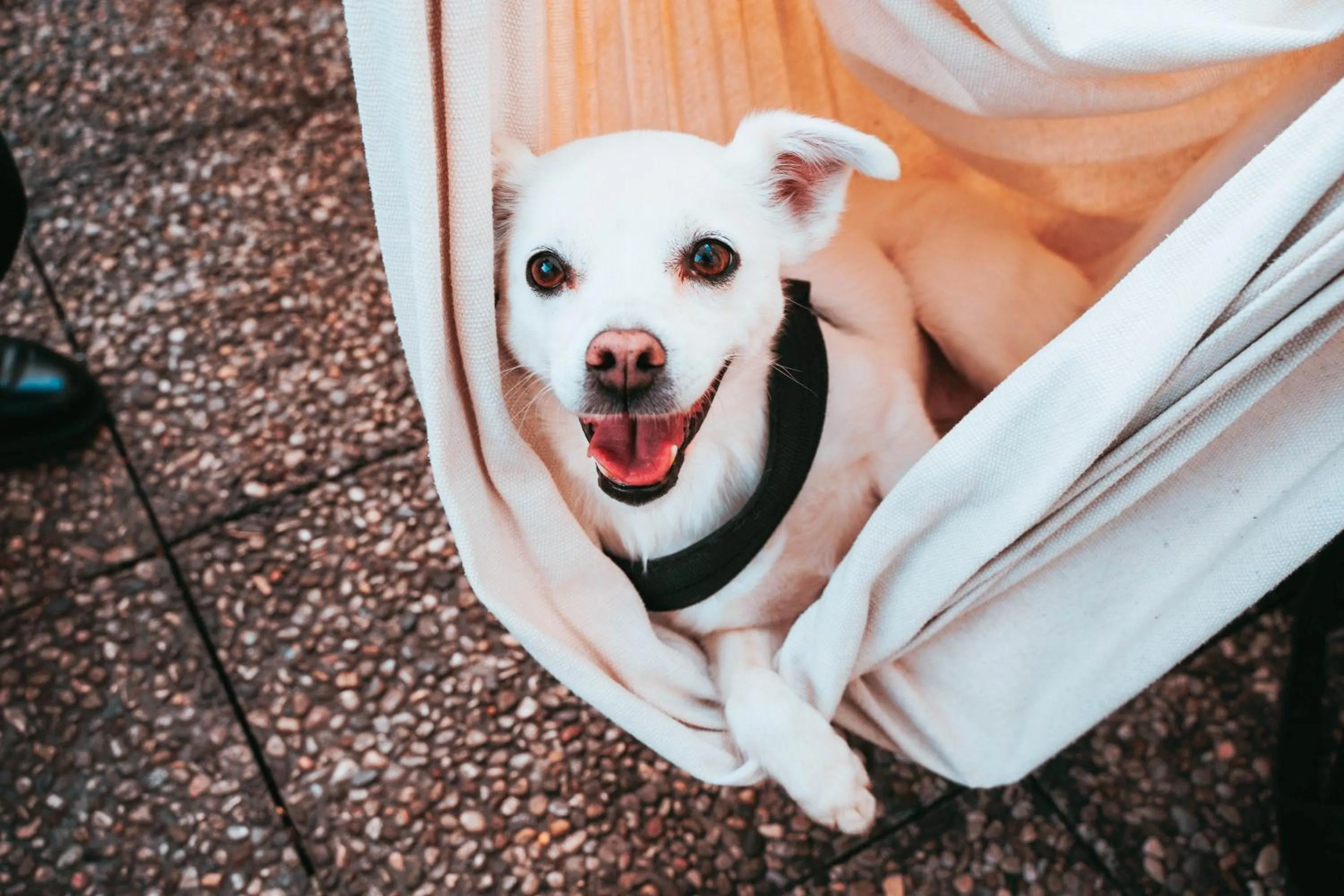 Pets in Ostello Bello Napoli