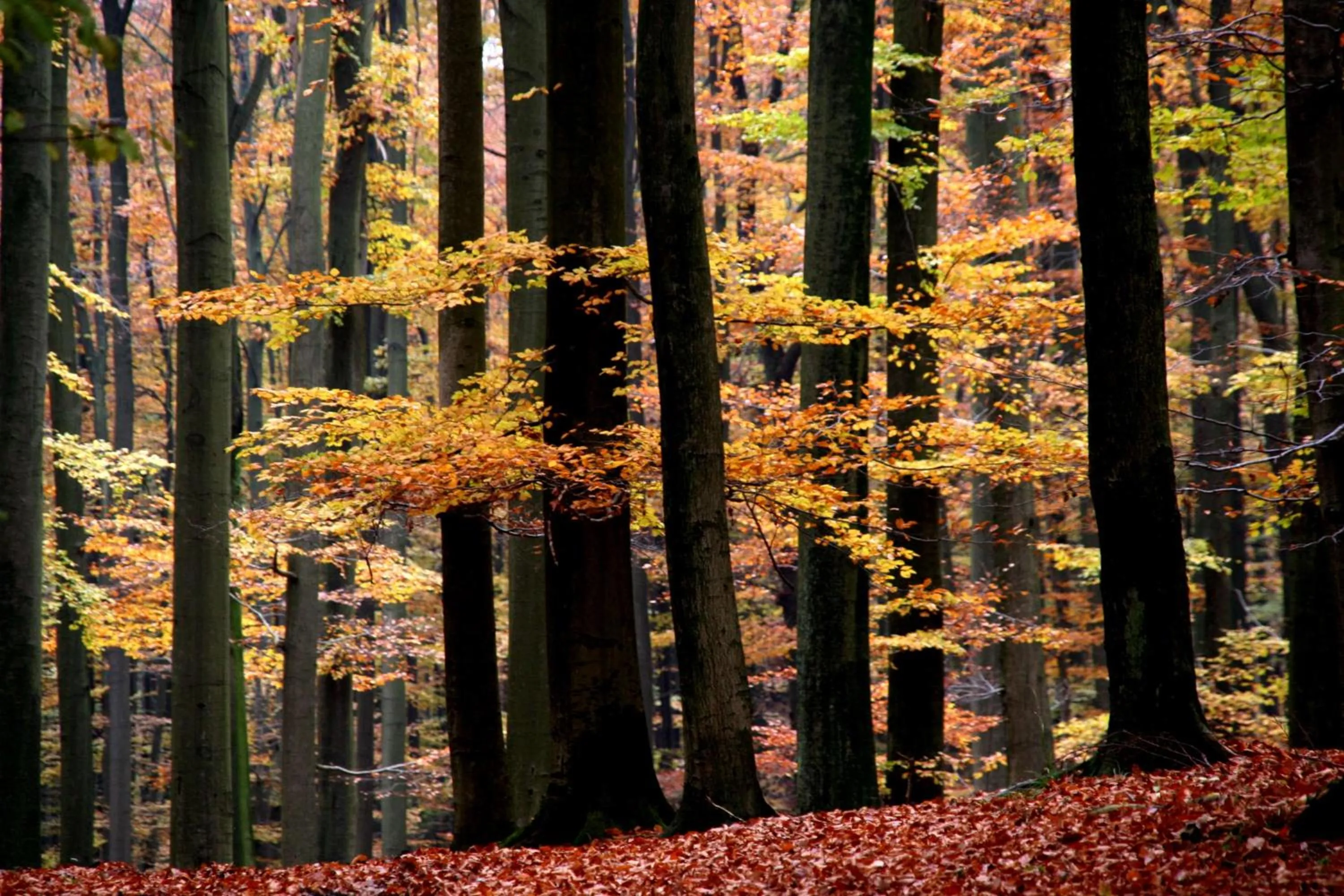 Autumn in Gästehaus Laßbruch