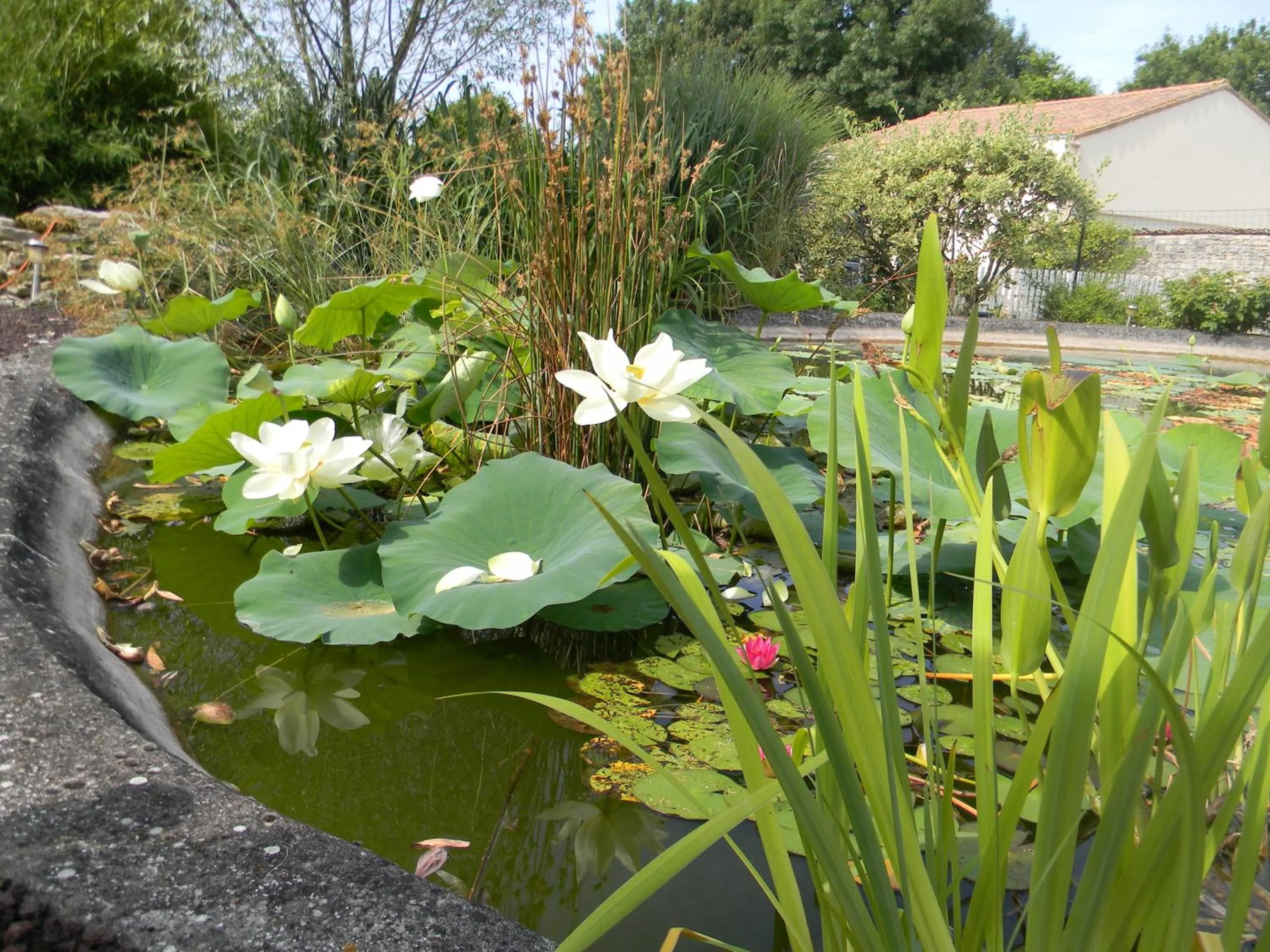 Garden in Le Logis d'ANTIGNY