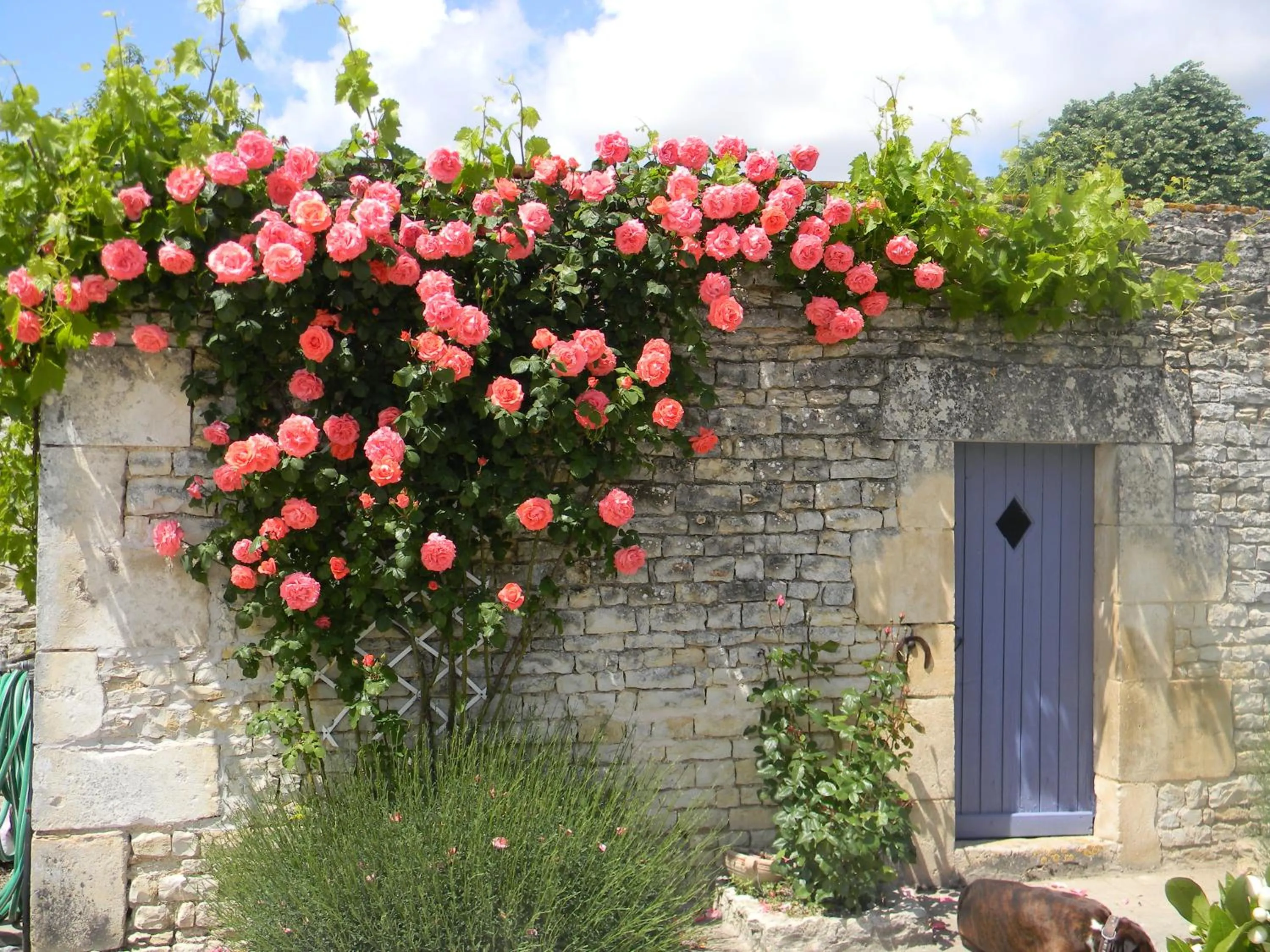 Garden in Le Logis d'ANTIGNY