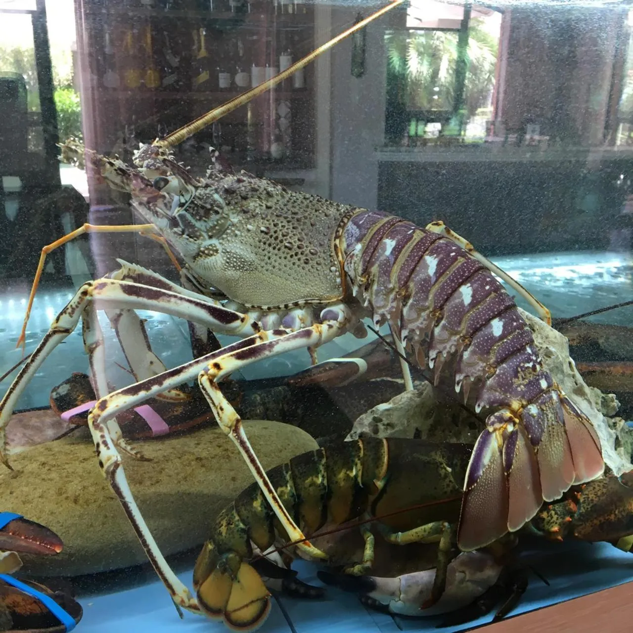 Lunch in Best Western Hotel Imperiale